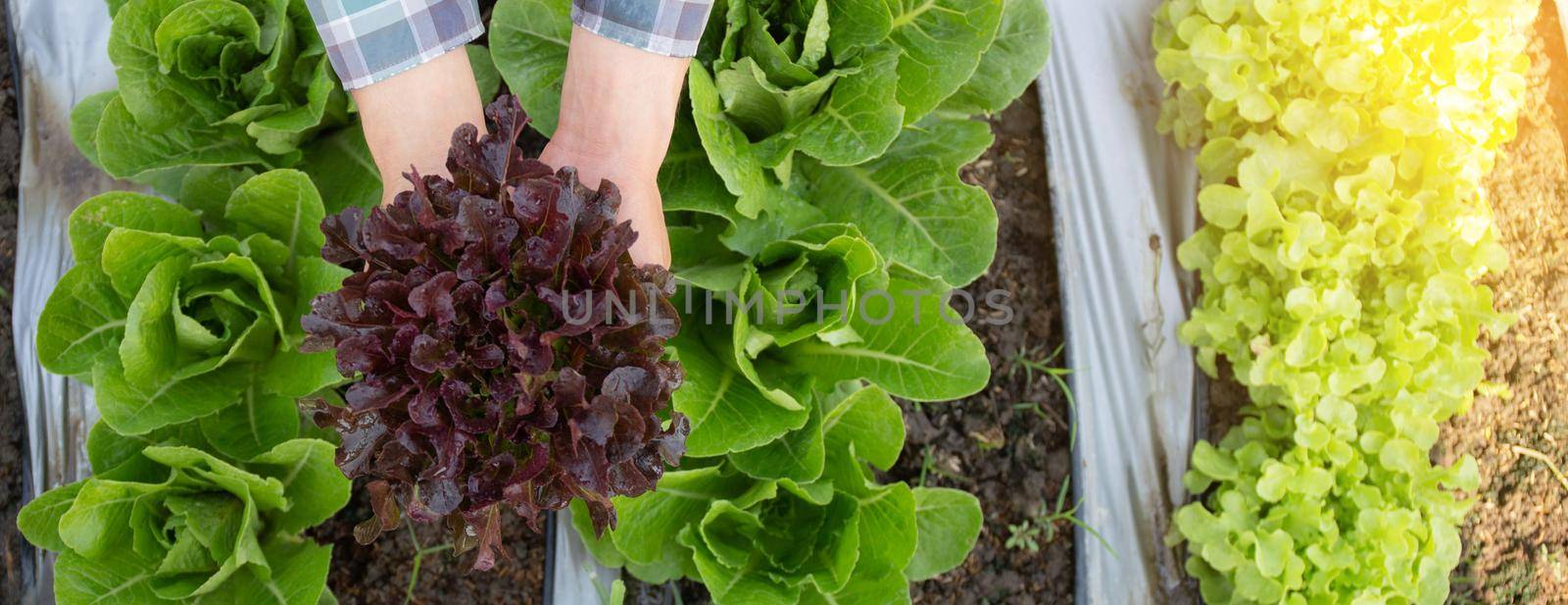 Closeup hands of man farmer checking and holding fresh organic vegetable in hydroponic farm, cultivation red oak lettuce for harvest agriculture with business, healthy food concept, banner website.