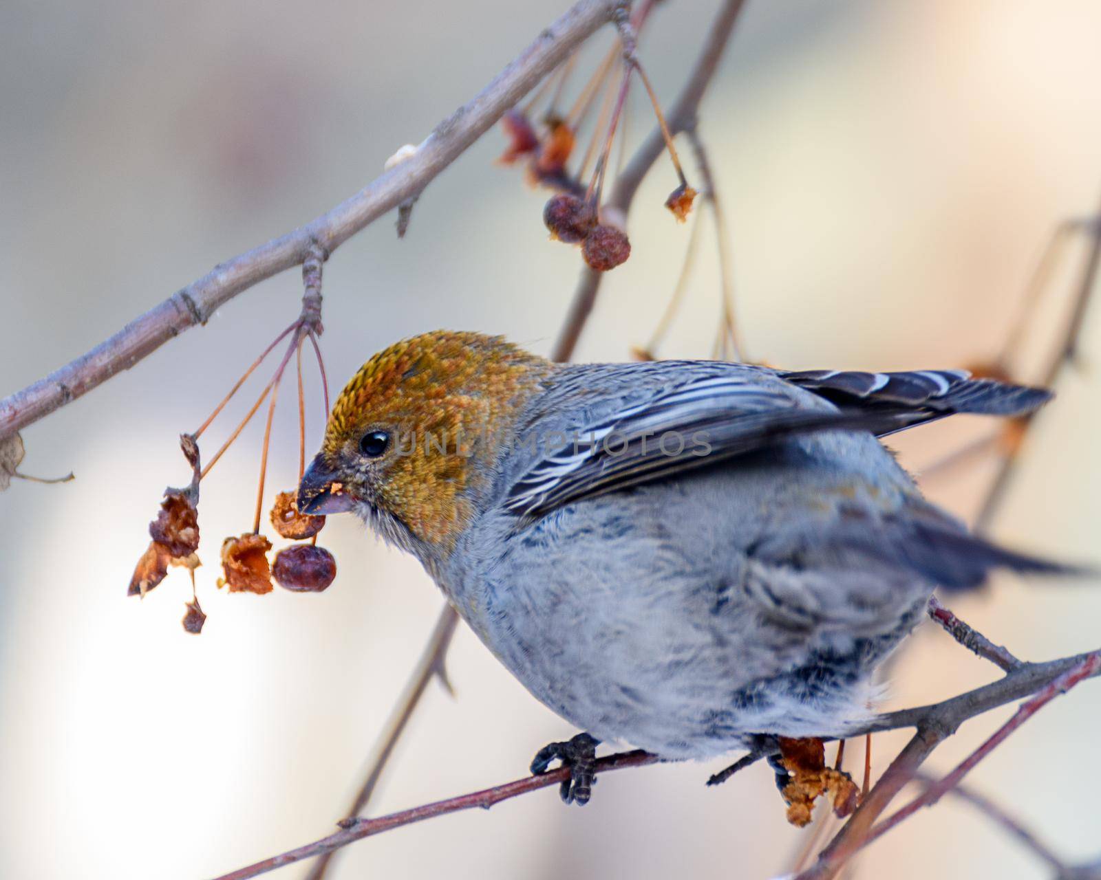 pinicola enucleator bird, female, on a branch with berries, close-up