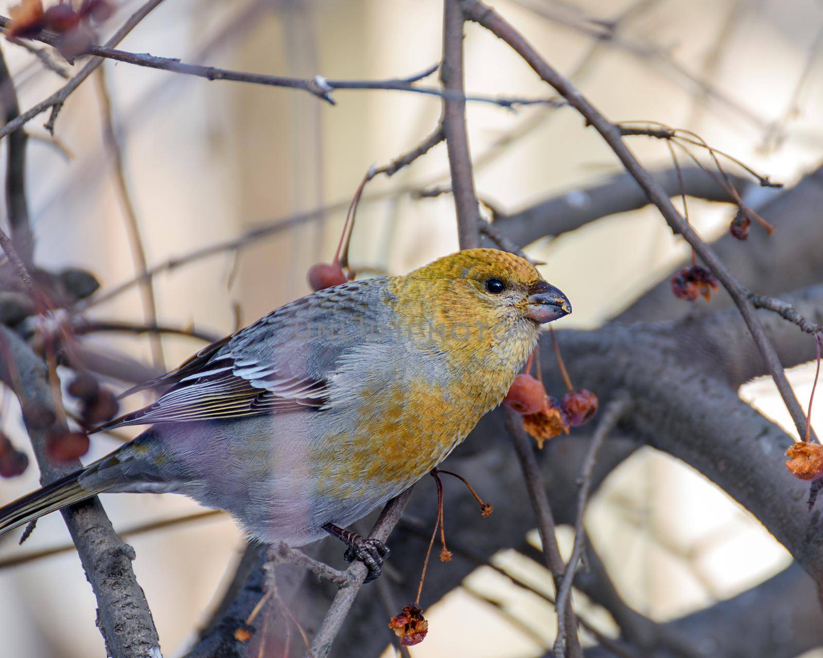 pinicola enucleator bird, female, on a branch with berries, close-up