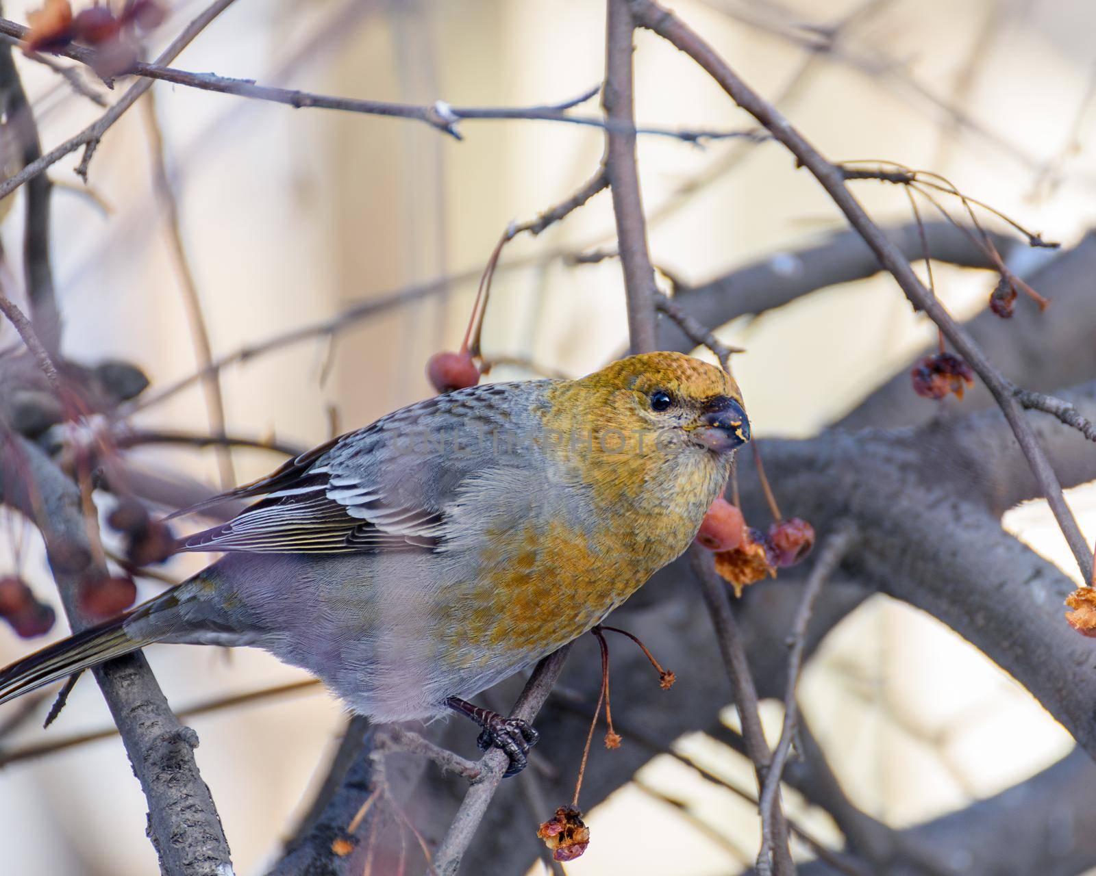 pinicola enucleator bird, female, on a branch with berries, close-up