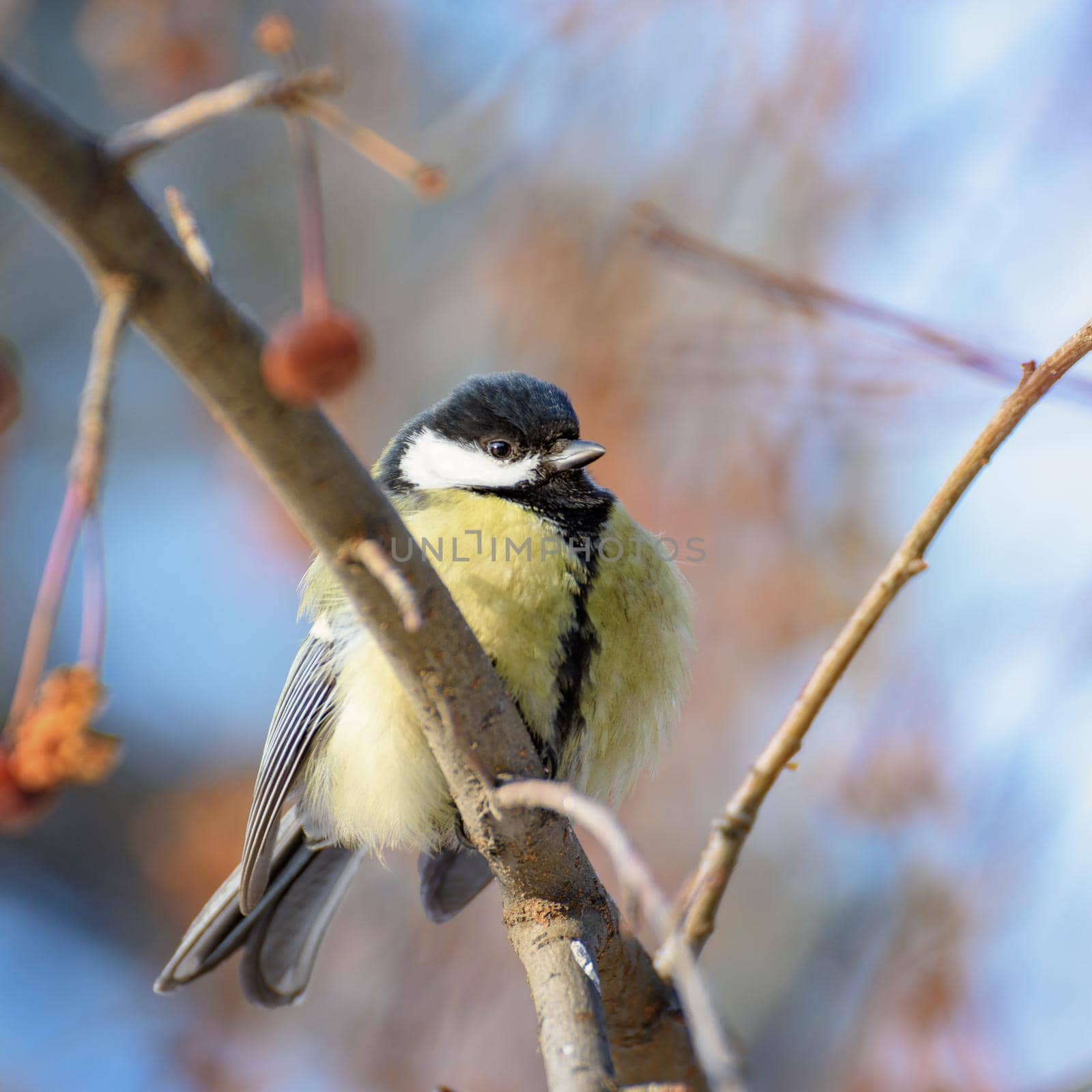 Yellow-breasted tit bird sitting on a branch, close-up