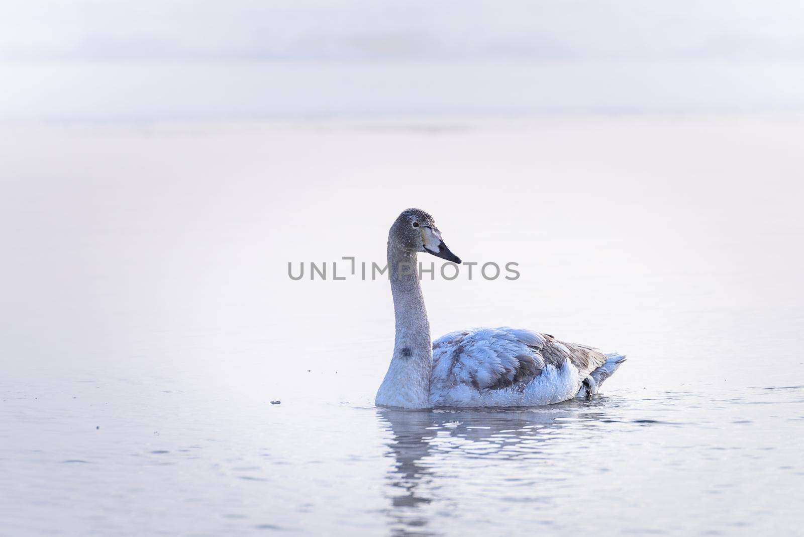 Whooper swans Cygnus cygnus swim on the water, close-up