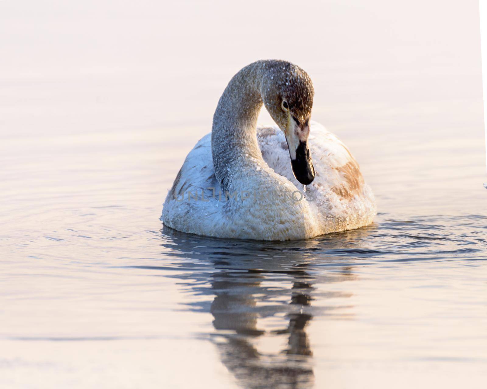 Whooper swans Cygnus cygnus swim on the water, close-up