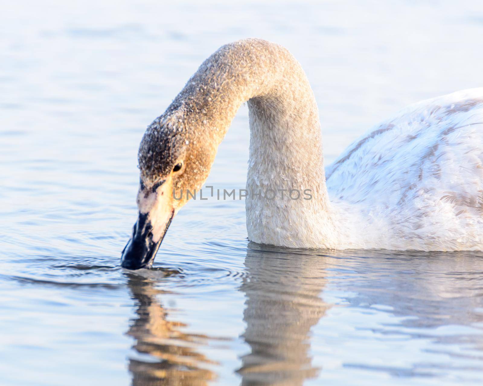 Whooper swans Cygnus cygnus swim on the water, close-up