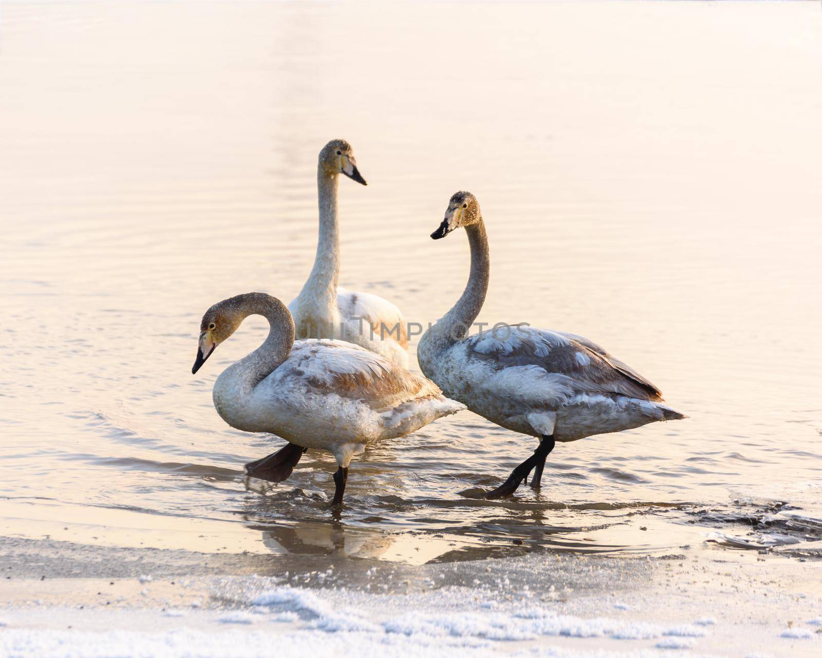 Whooper swans Cygnus cygnus swim on the water, close-up