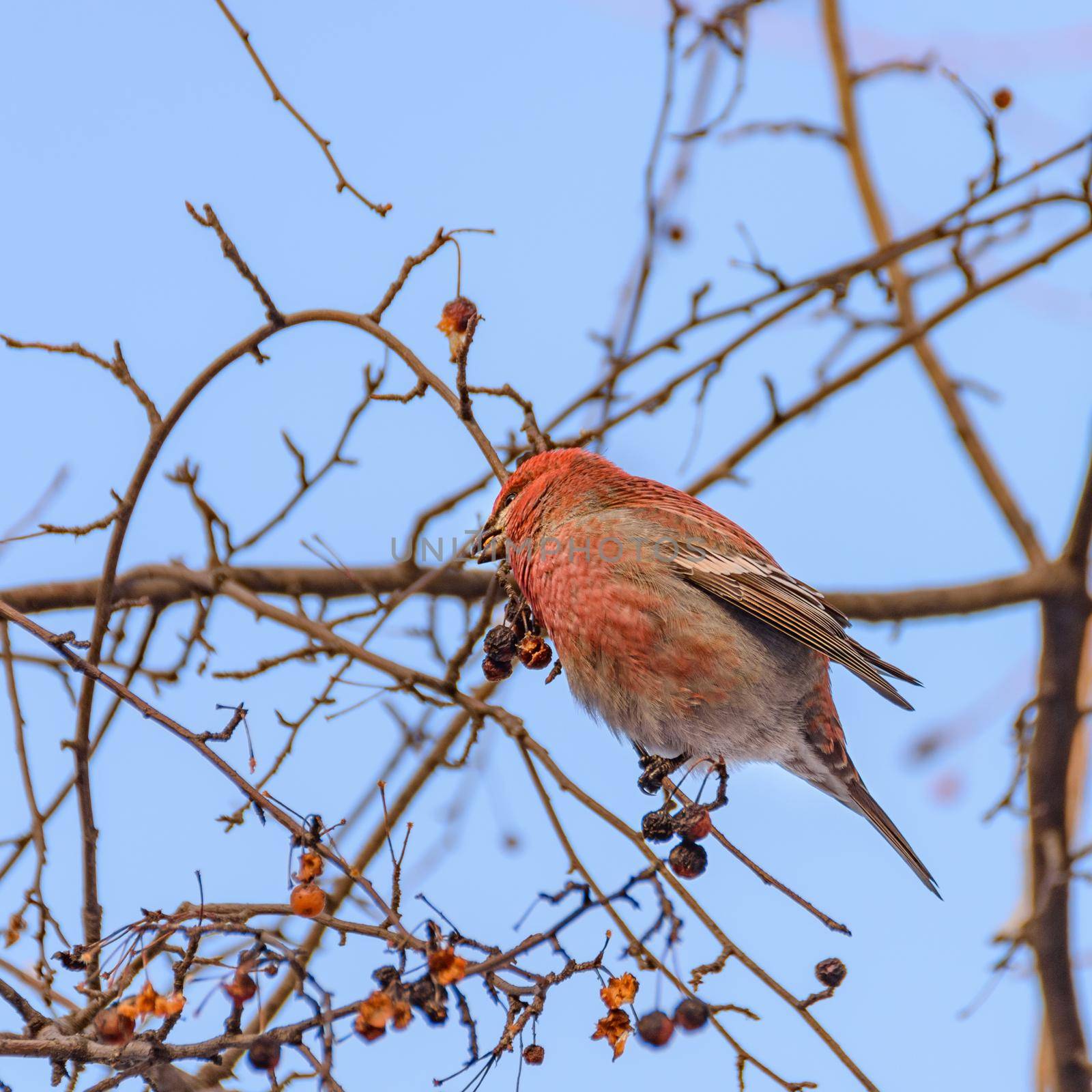 pinicola enucleator bird, female, on a branch with berries, close-up