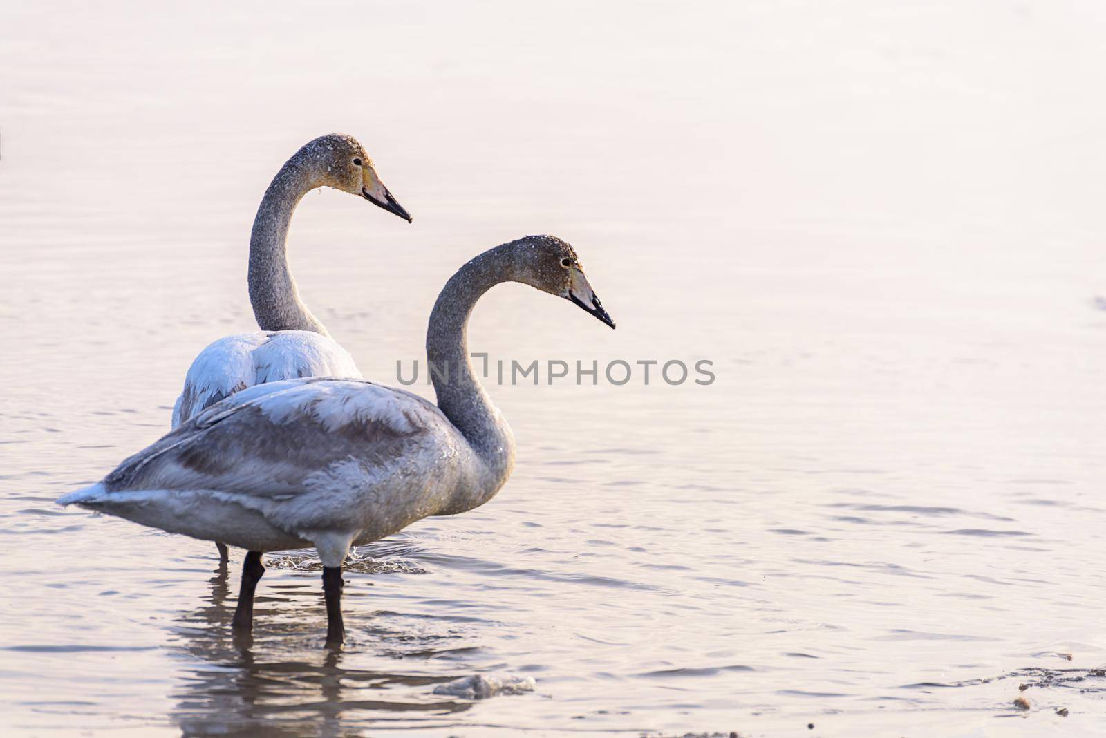 Whooper swans Cygnus cygnus swim on the water, close-up