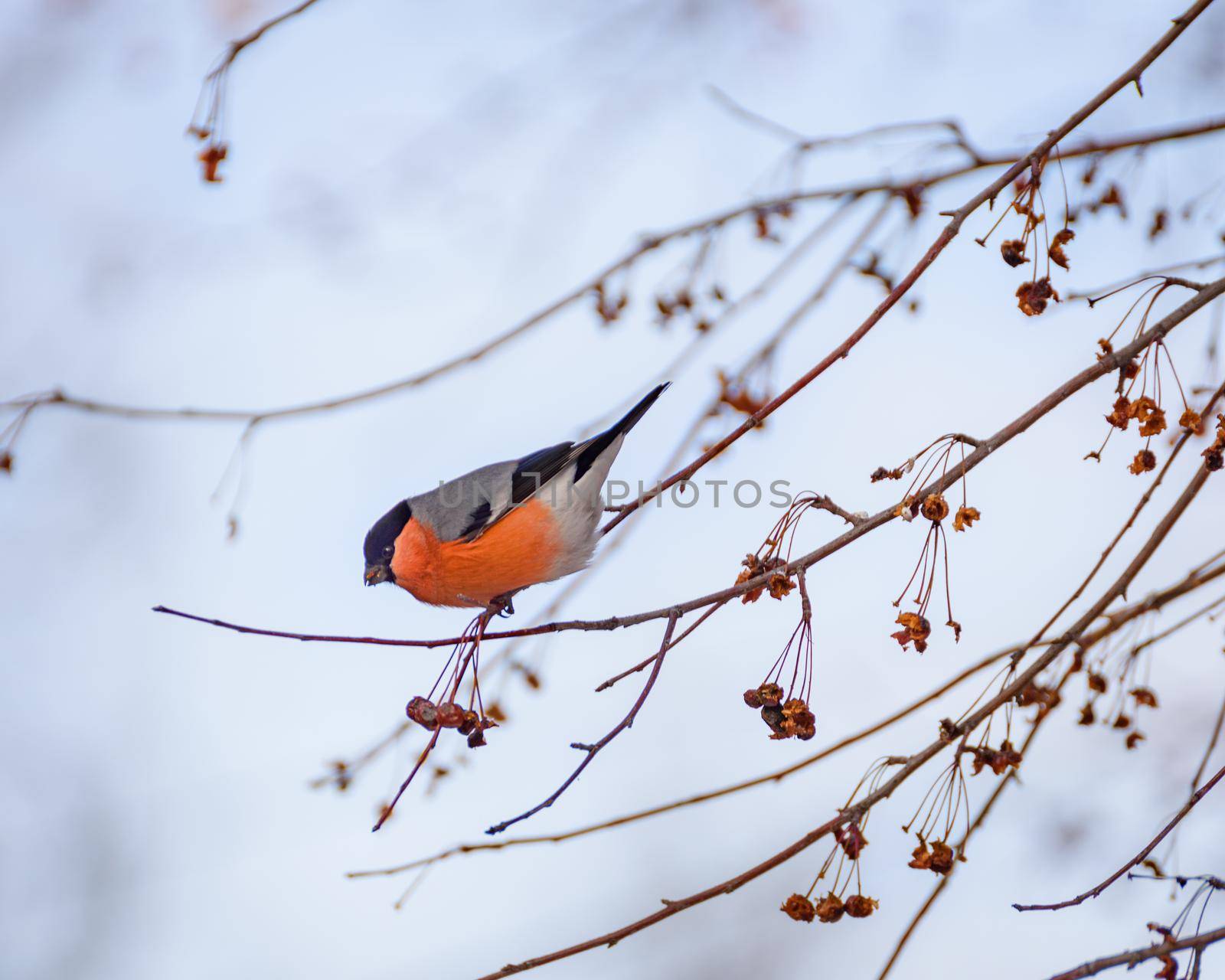 Bullfinch bird sitting on a branch with berries, close-up