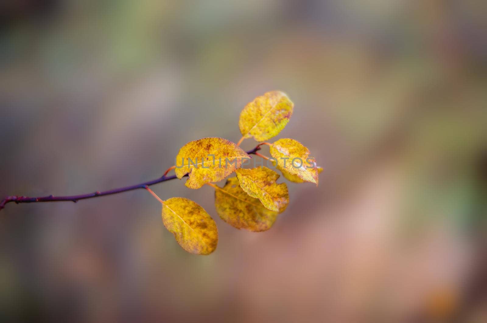 a nice colourful leaf at a bush in autumn
