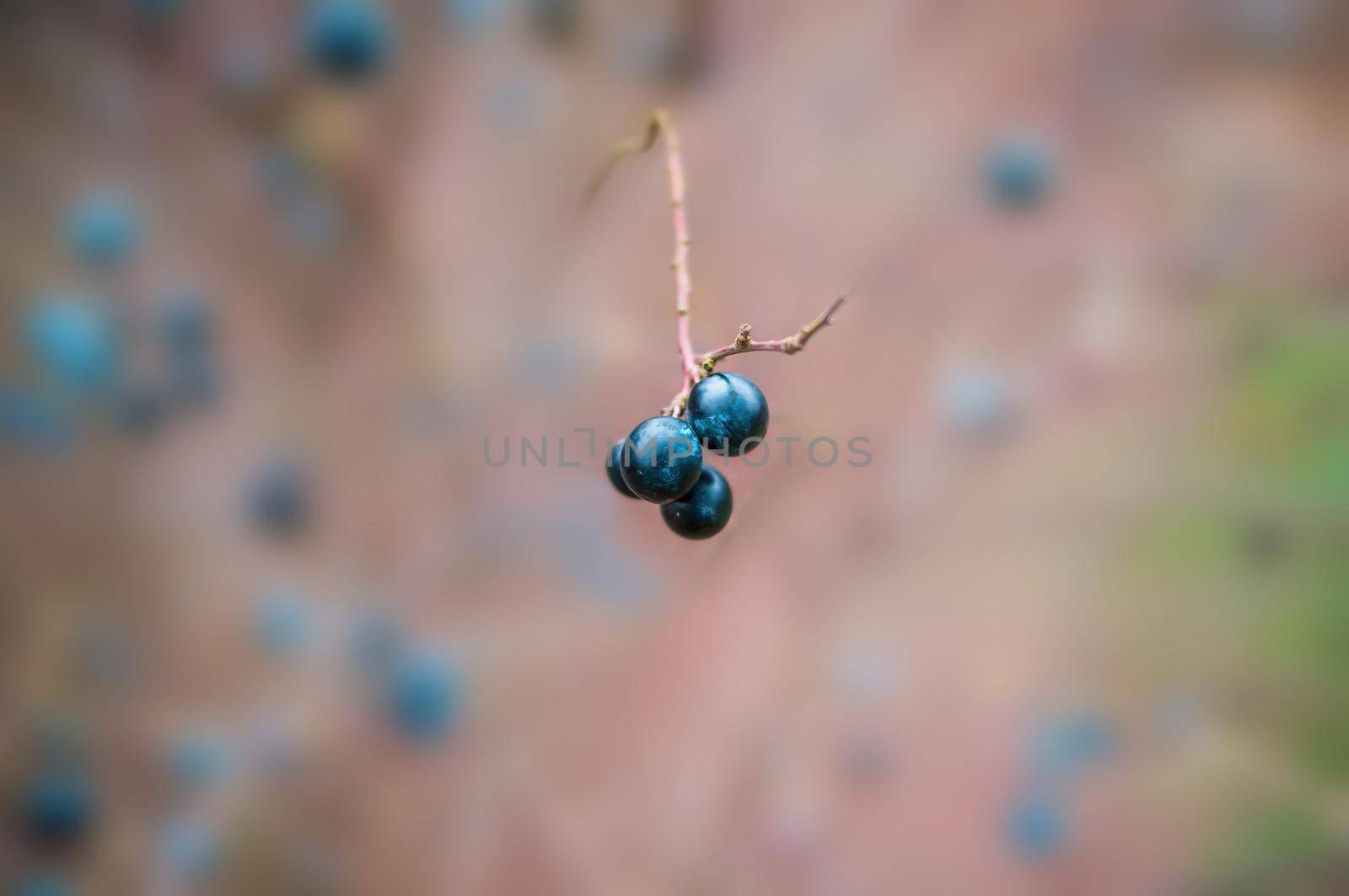 a fresh tasty berry fruit at a bush in autumn