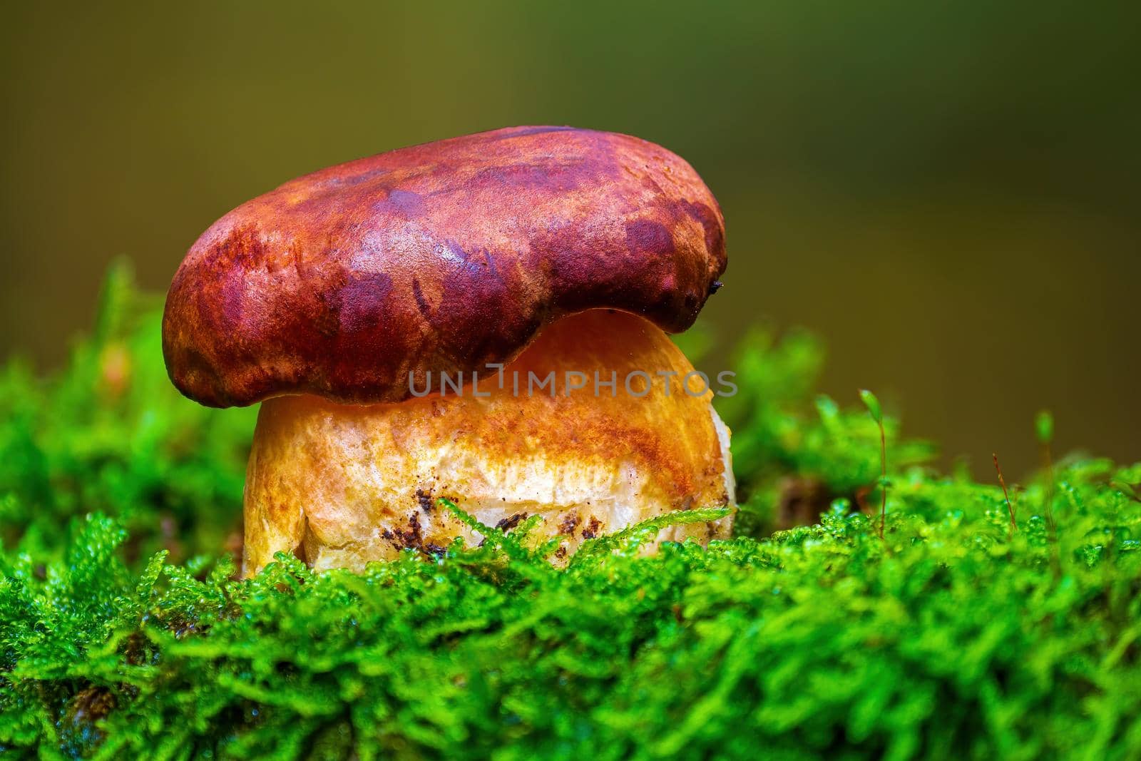 a tasty fungus in multi colored autumn forest