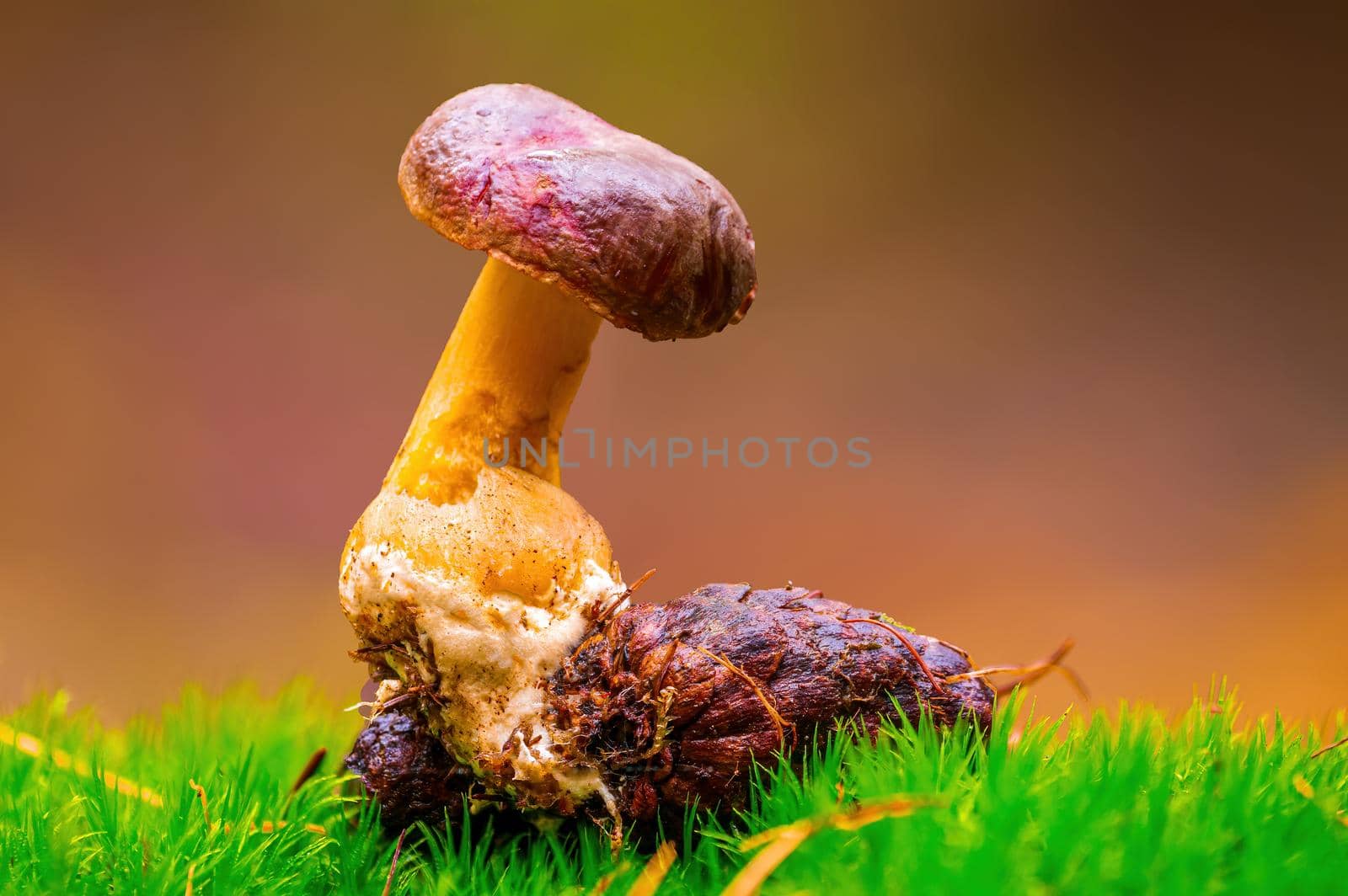 a tasty fungus in multi colored autumn forest