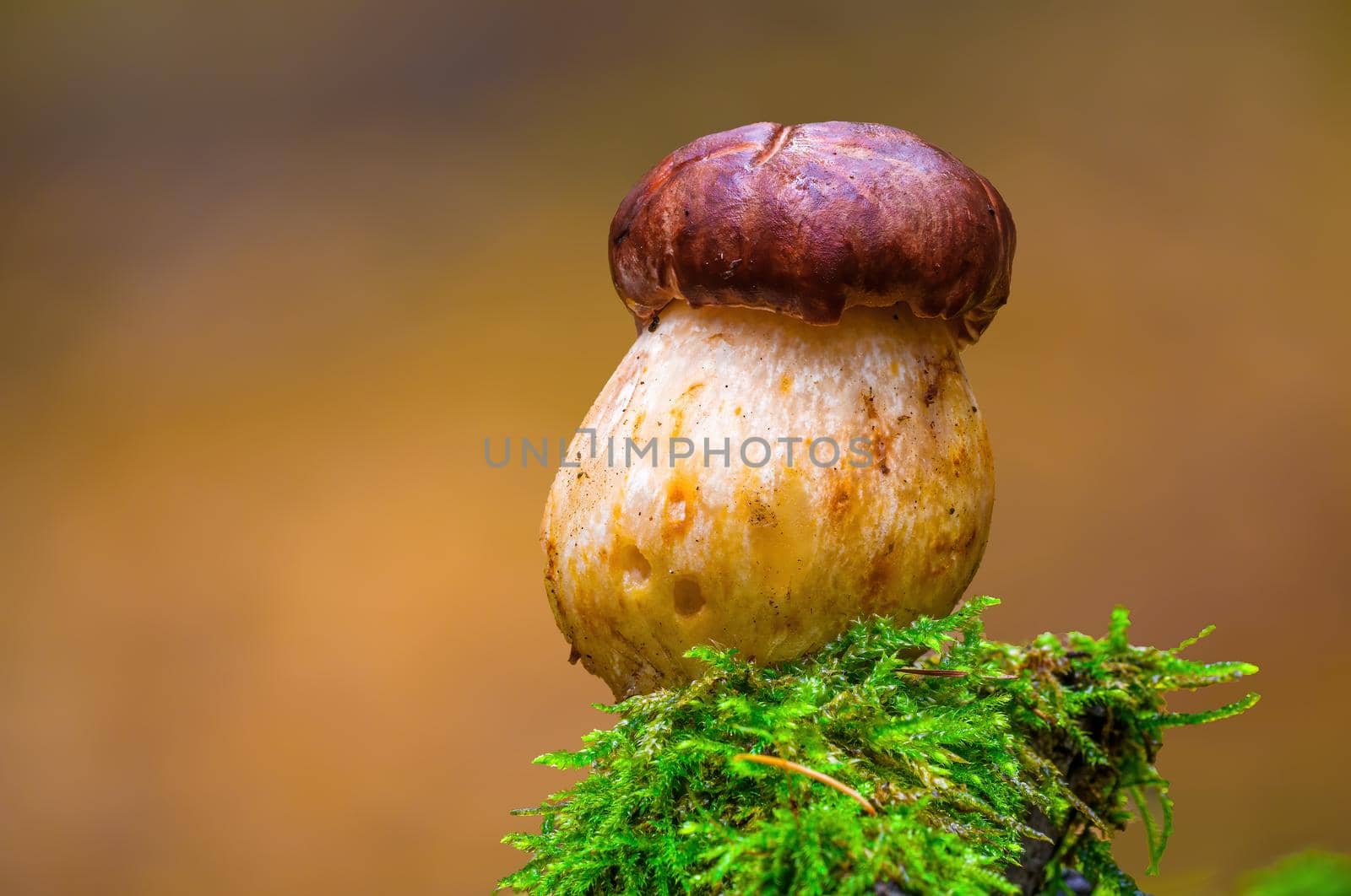 a tasty fungus in multi colored autumn forest