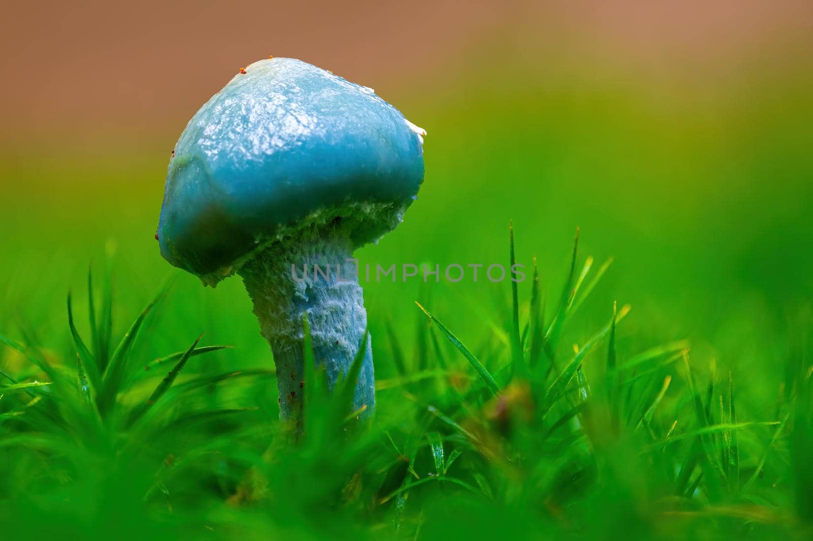 a tasty fungus in multi colored autumn forest