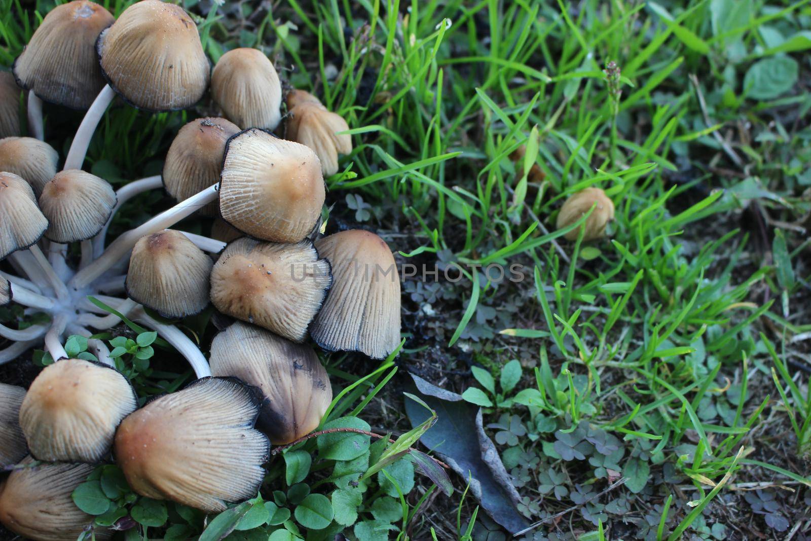 Close up beautiful bunch of mushrooms in the grass background texture. by Photochowk