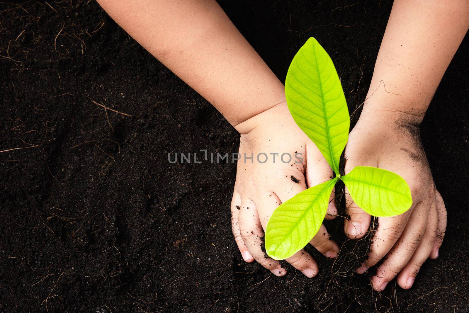 child hand planting young tree seedling on black soil