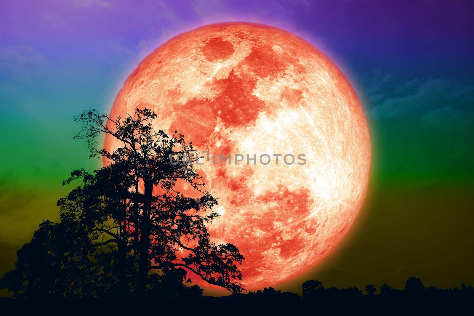 Super grain blood moon and silhouette tree on night sky