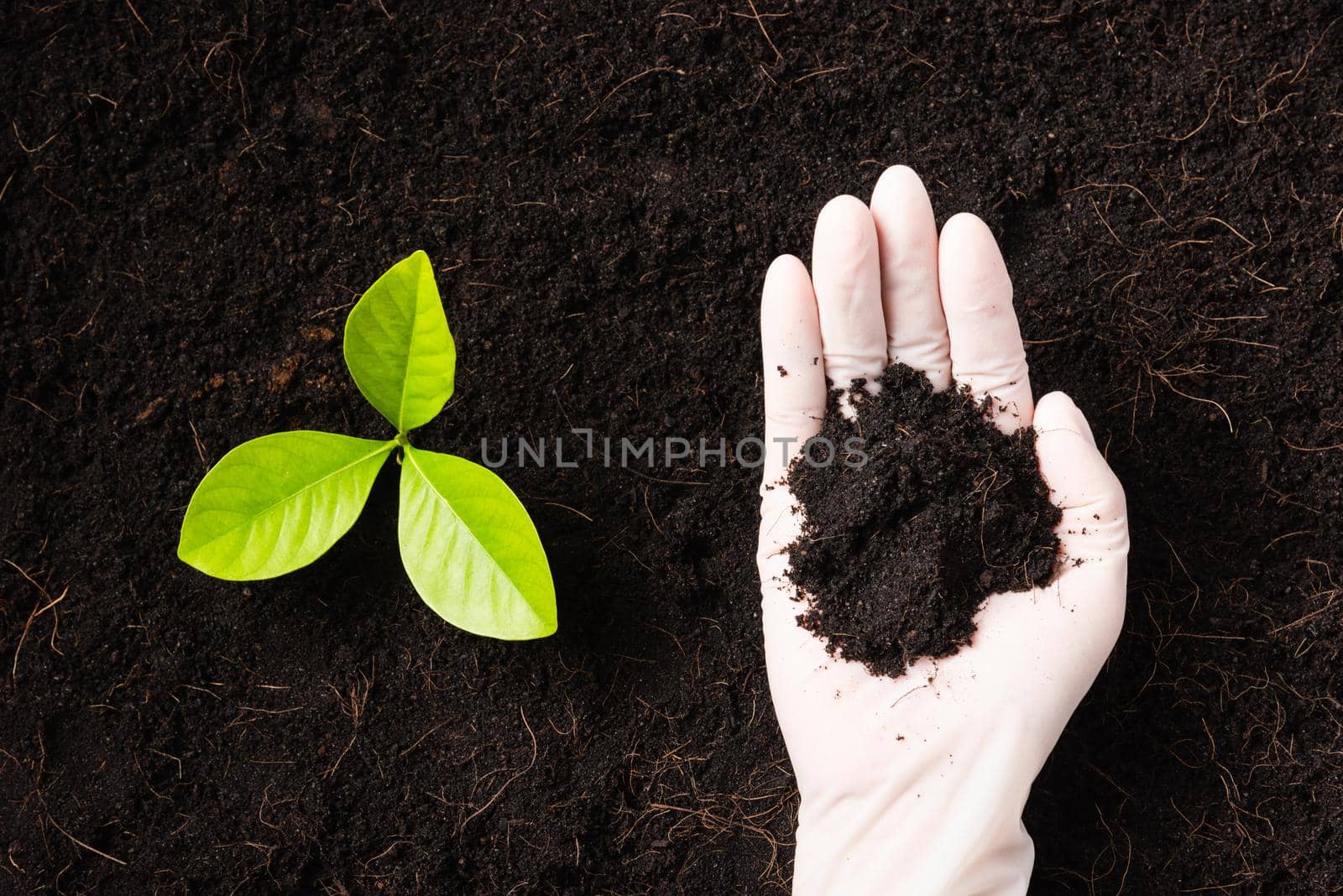 Hand of researcher woman wear gloves seedlings are a green tree growing planting