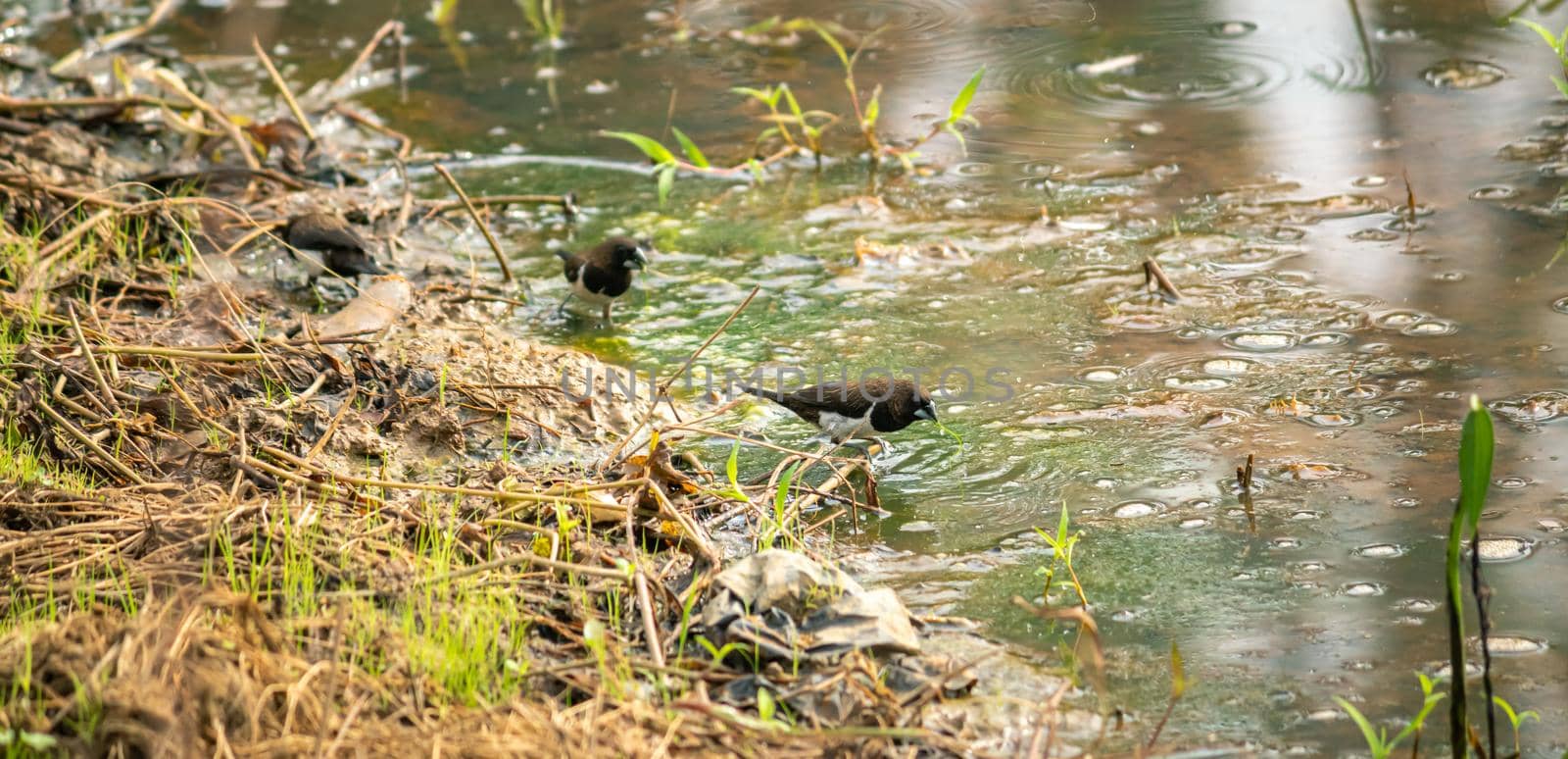 A small flock of birds eating green leaves in muddy waters. by nilanka