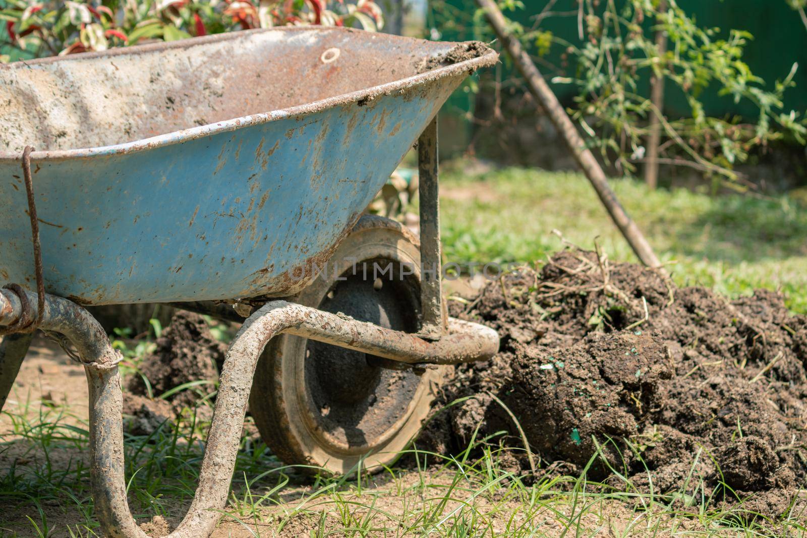 Wheelbarrow in the garden, in the middle of the renovation process.