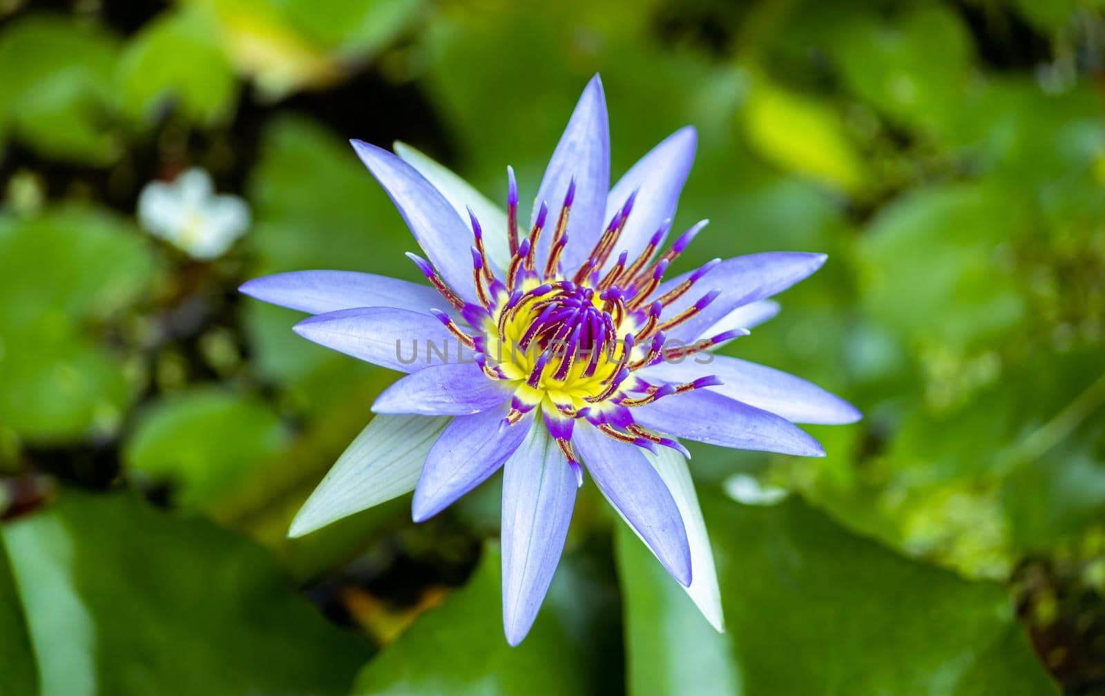 Blue Lotus flower rises above the water level and blooms in the morning, garden pond. by nilanka