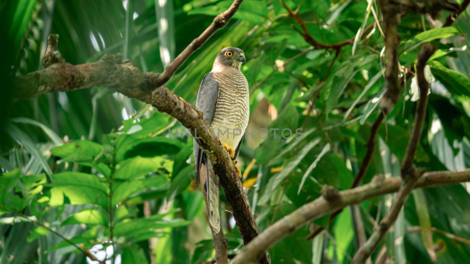 The Shikra is a small predatorial bird, perched and resting under the shade of the forest. by nilanka