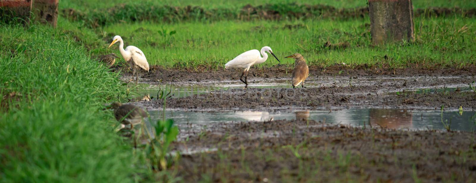 Various egret species in a paddy field together create a beautiful harmony.