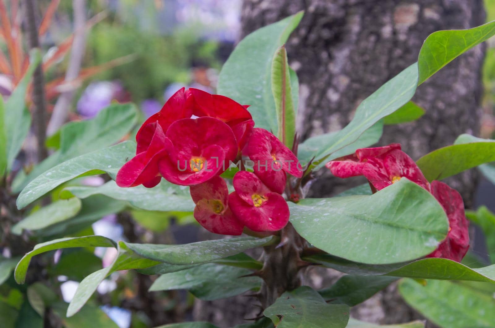 The red flowers on the garden by Yagyaparajuli