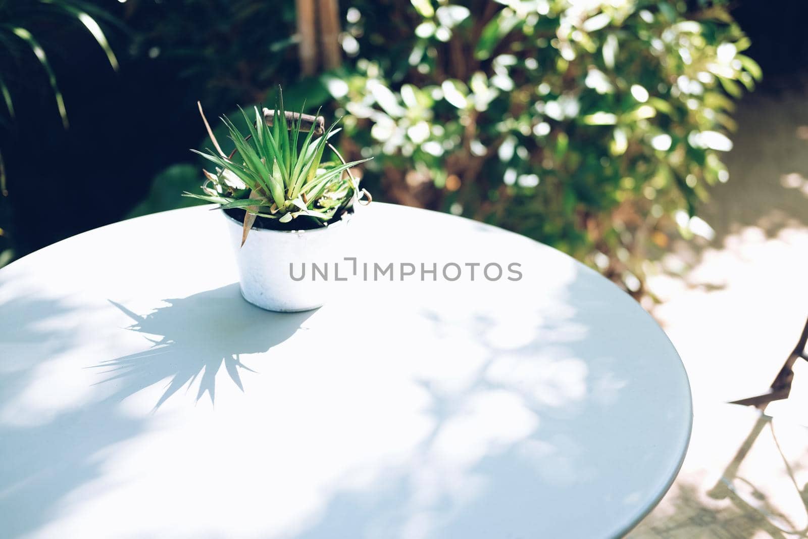 green leaves plant in pot decorating on table in garden