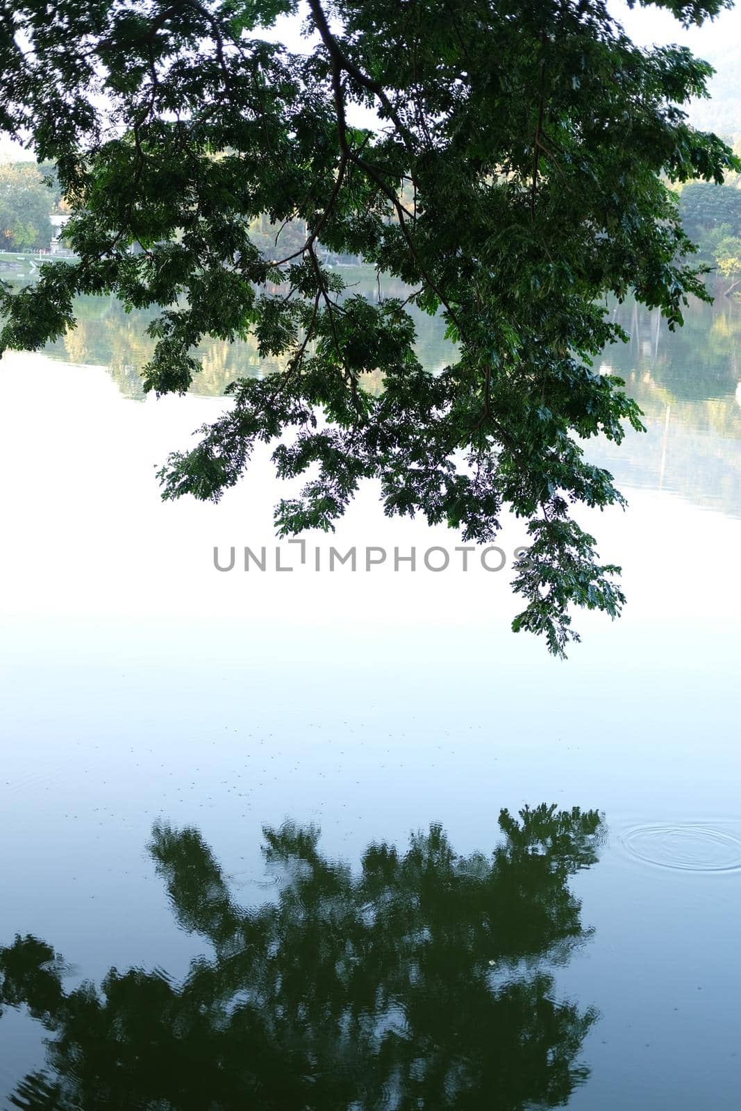 tree and reflection on lake pond