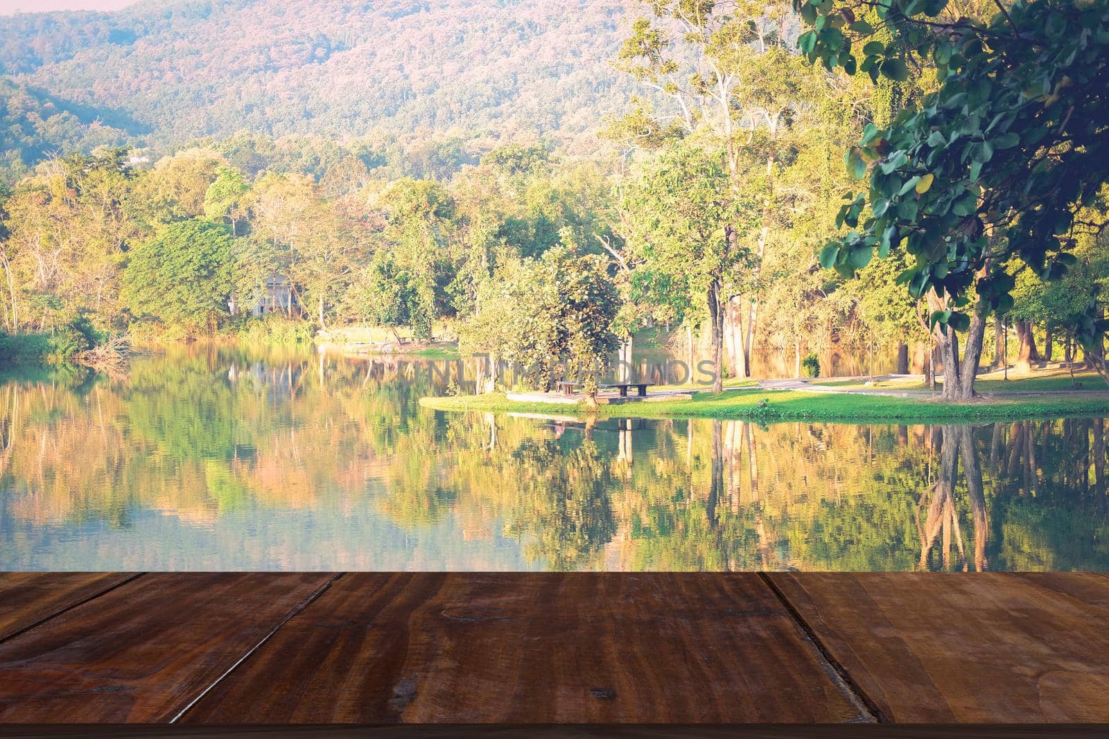 tree and reflection on lake pond