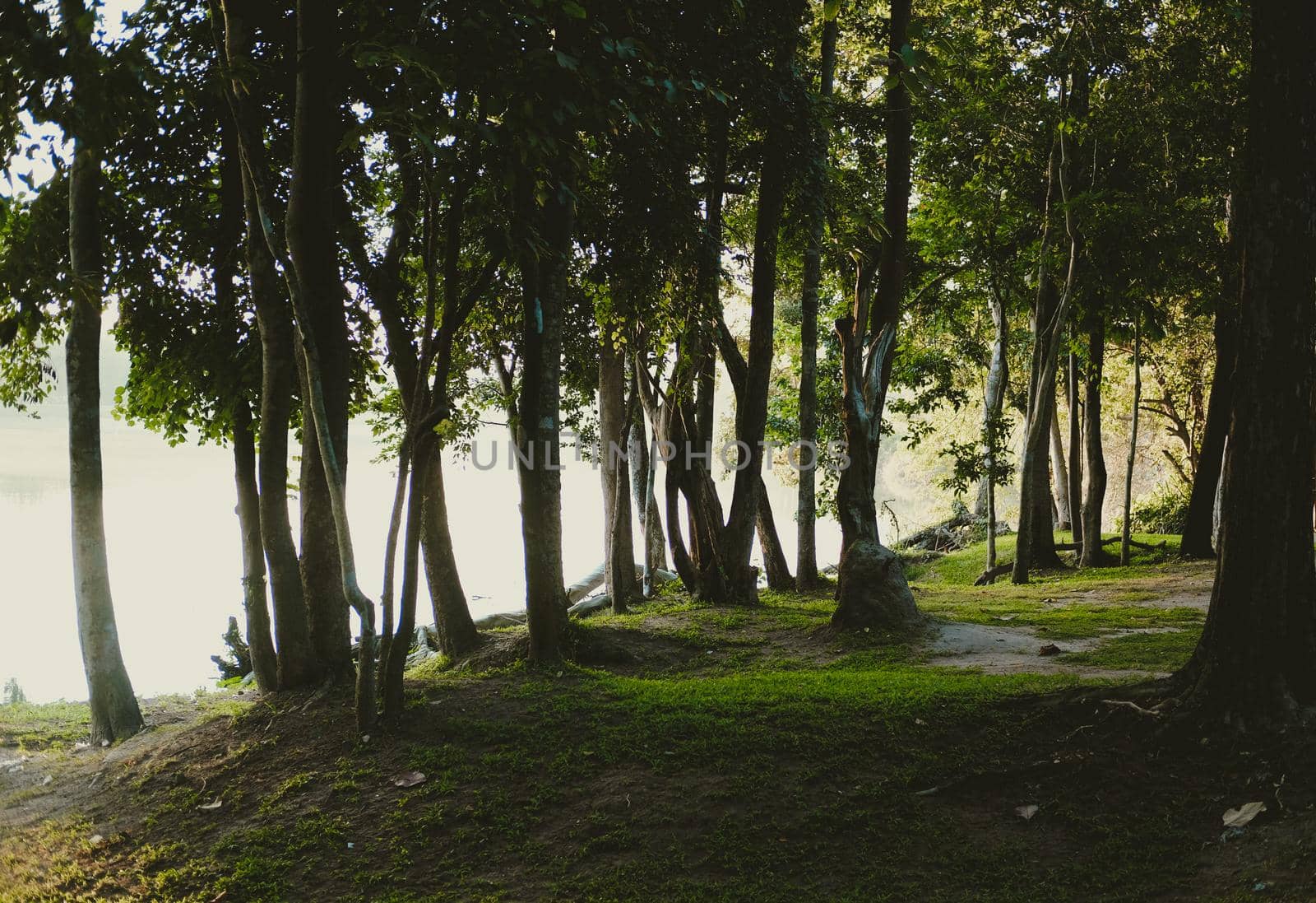 tree beside lake pond in park.