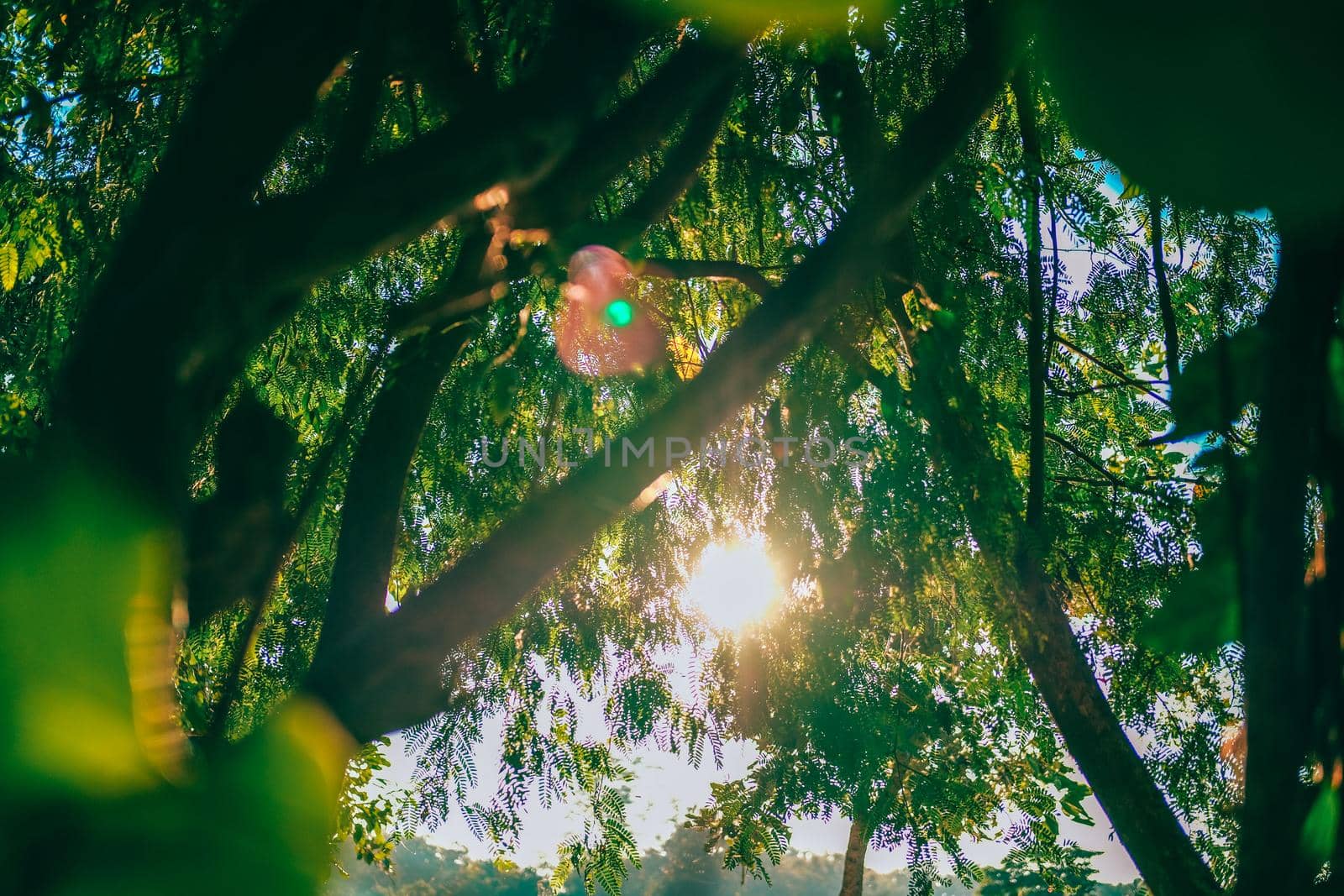morning sunlight through tree.