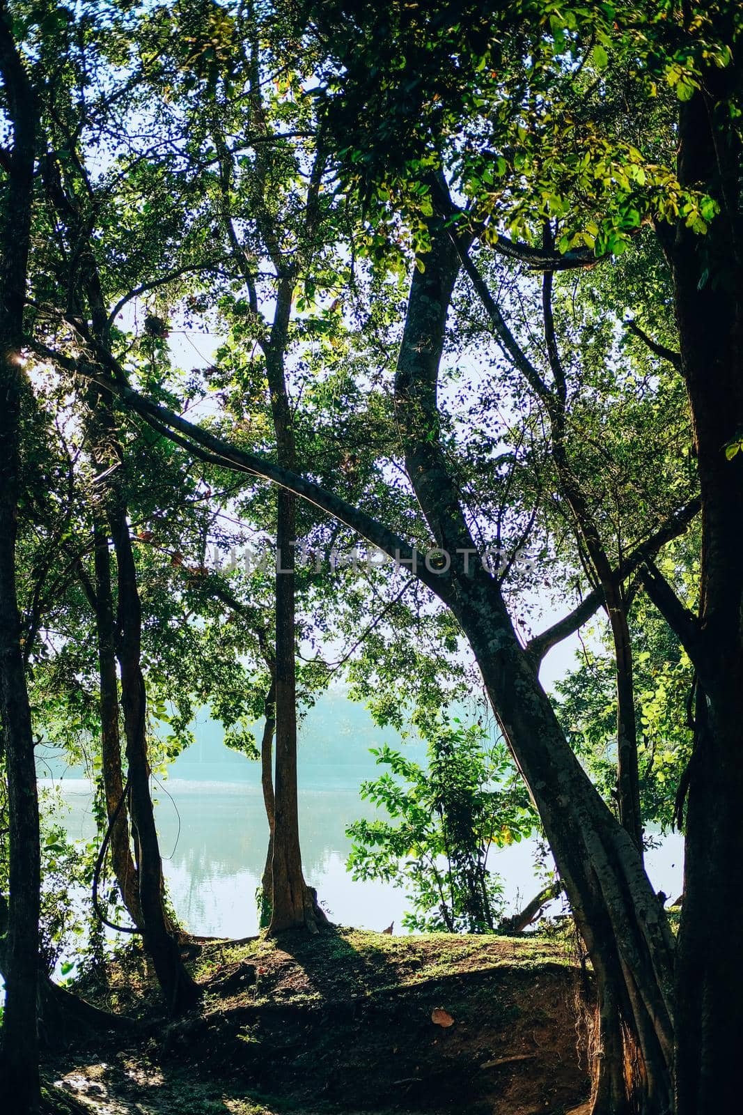 tree beside lake pond in park.