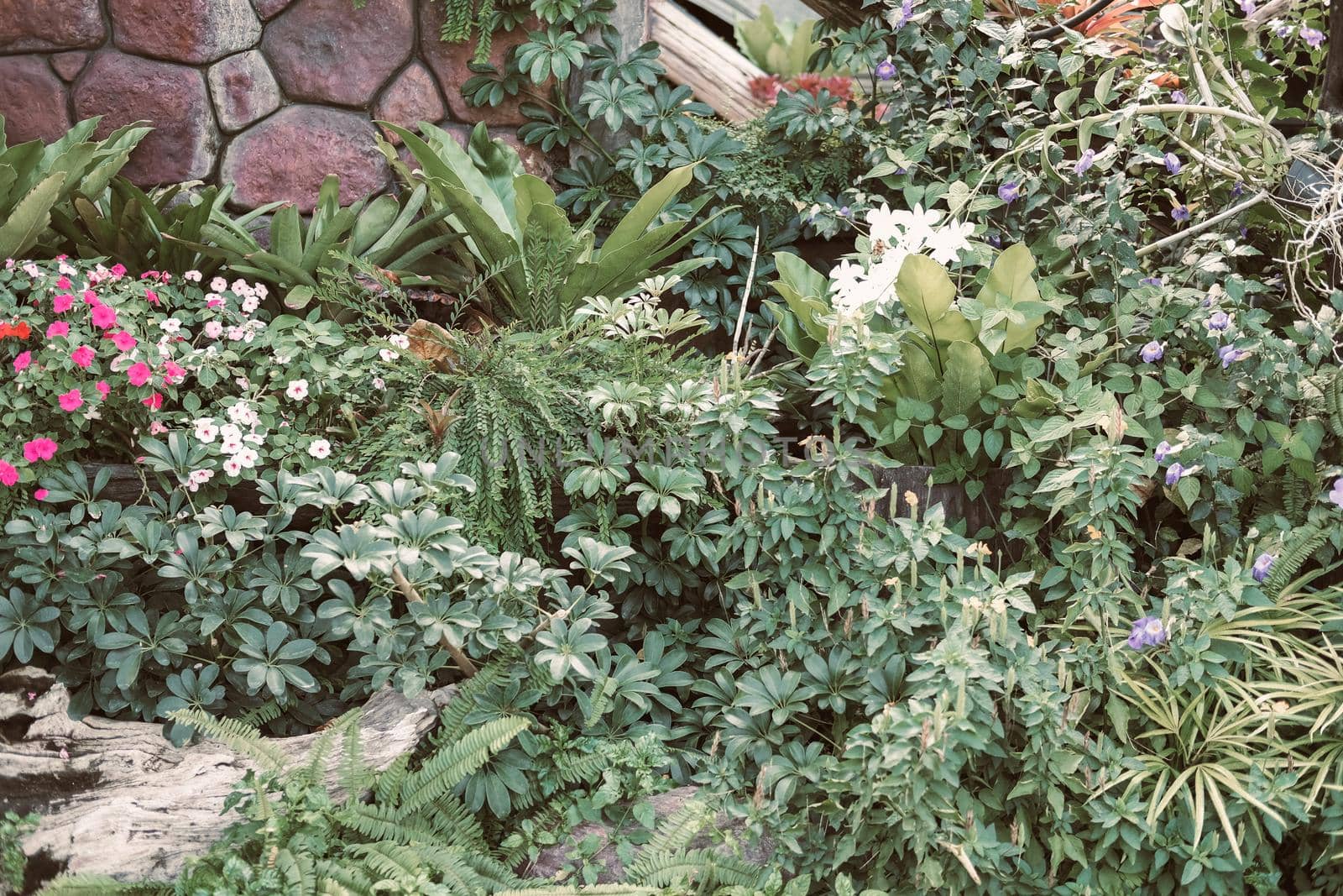 green leaves plant decorating in garden