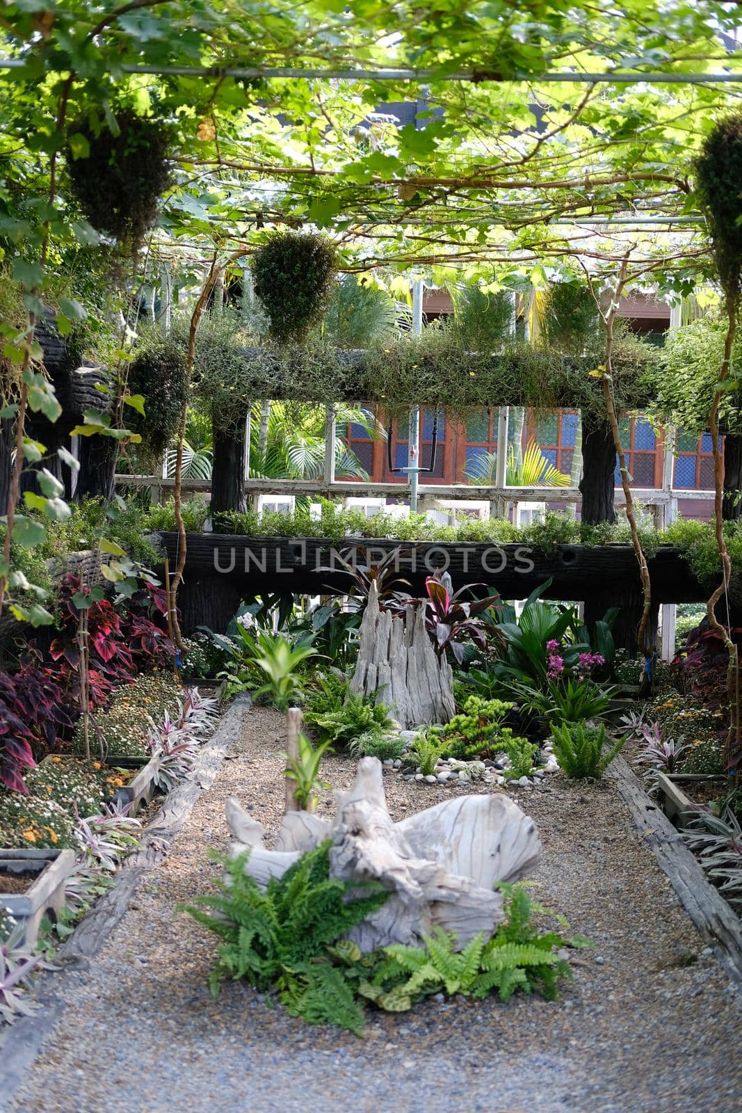 flower plant growing decorating in wooden gazebo pergola in garden