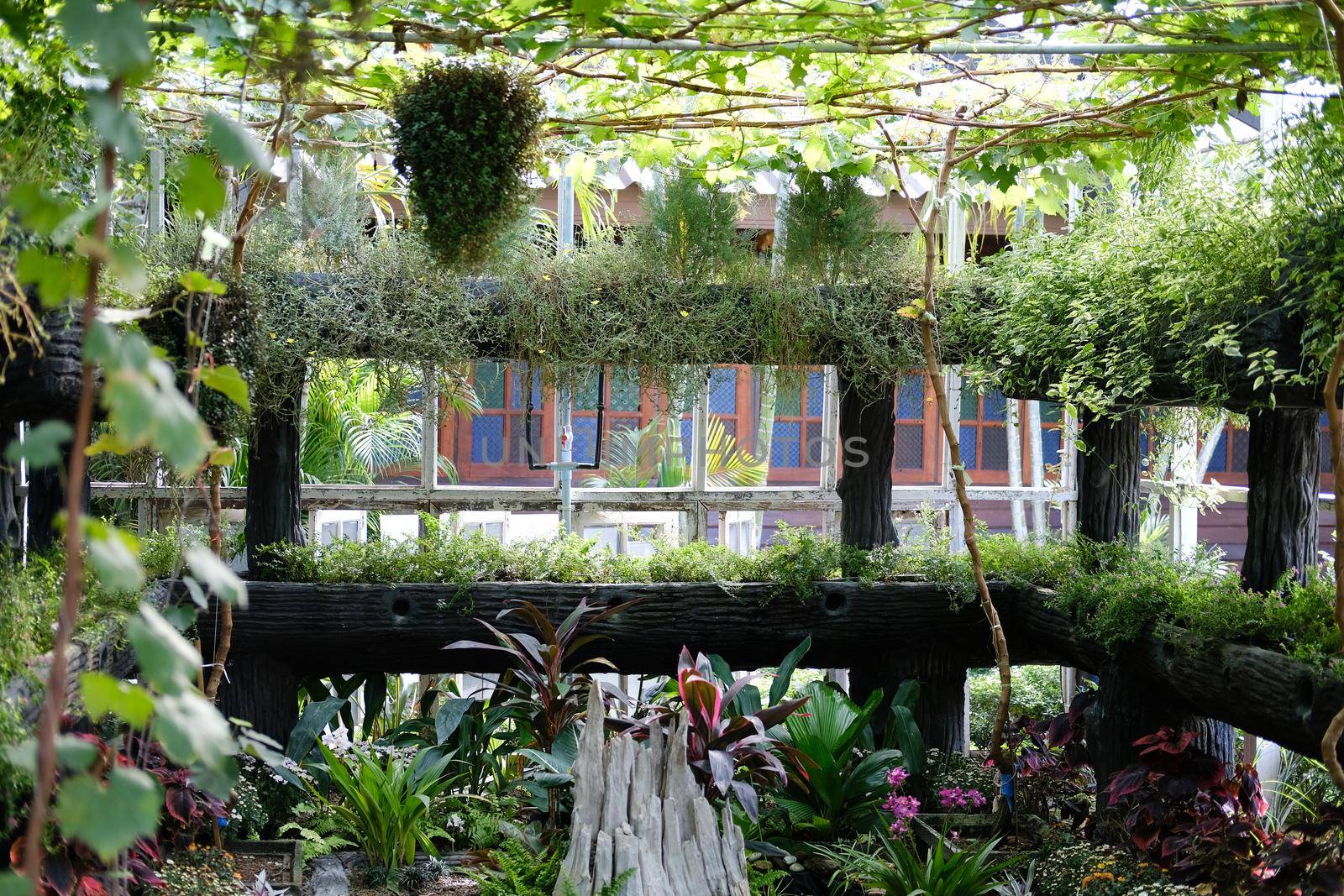 flower plant growing decorating in wooden gazebo pergola in garden