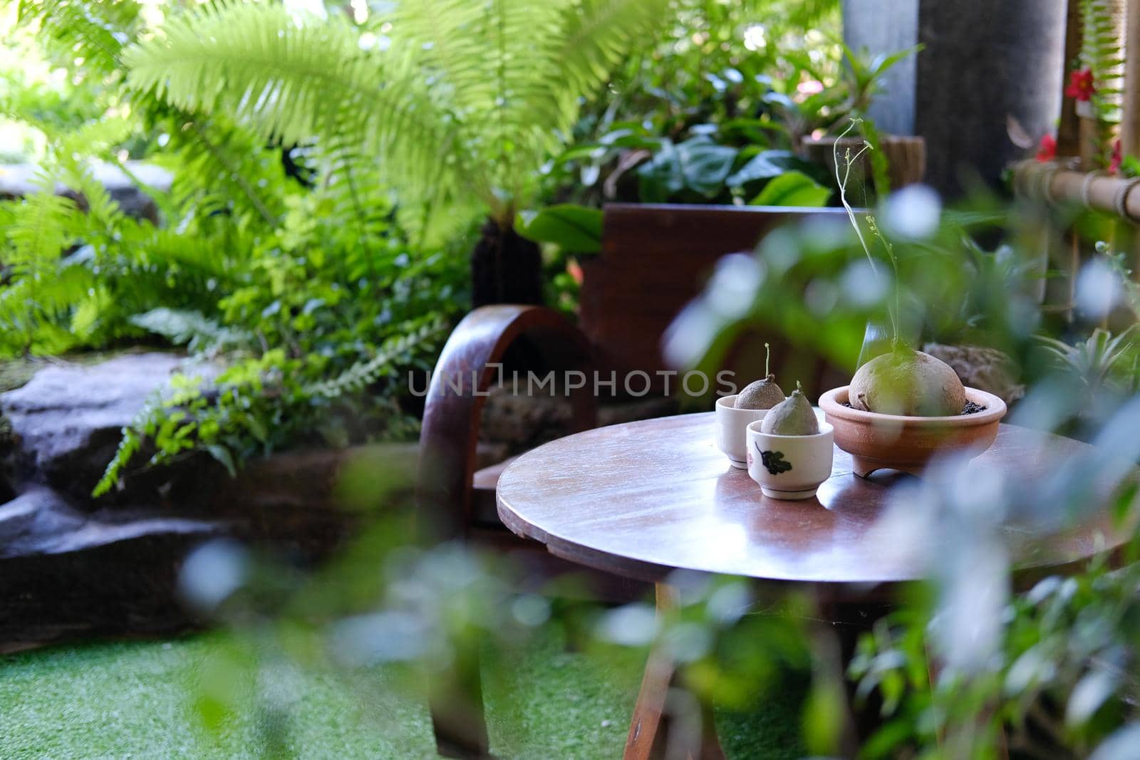 plant in pot decorating on table in garden