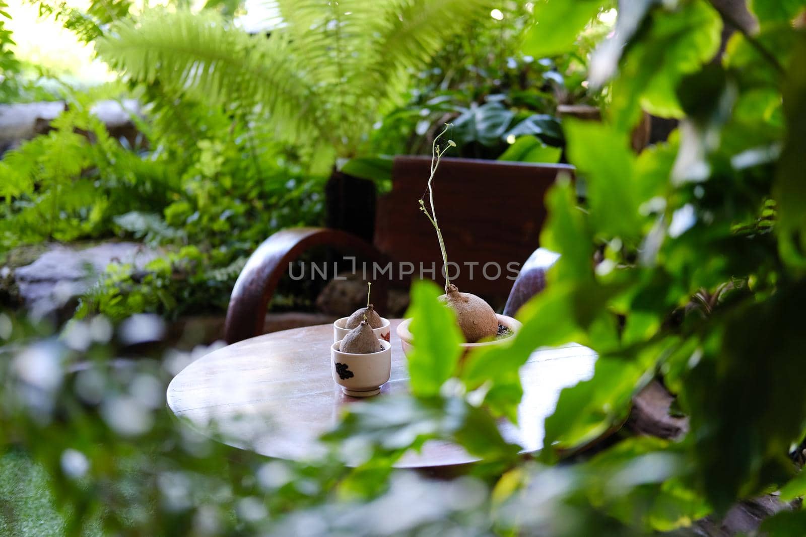 plant in pot decorating on table in garden