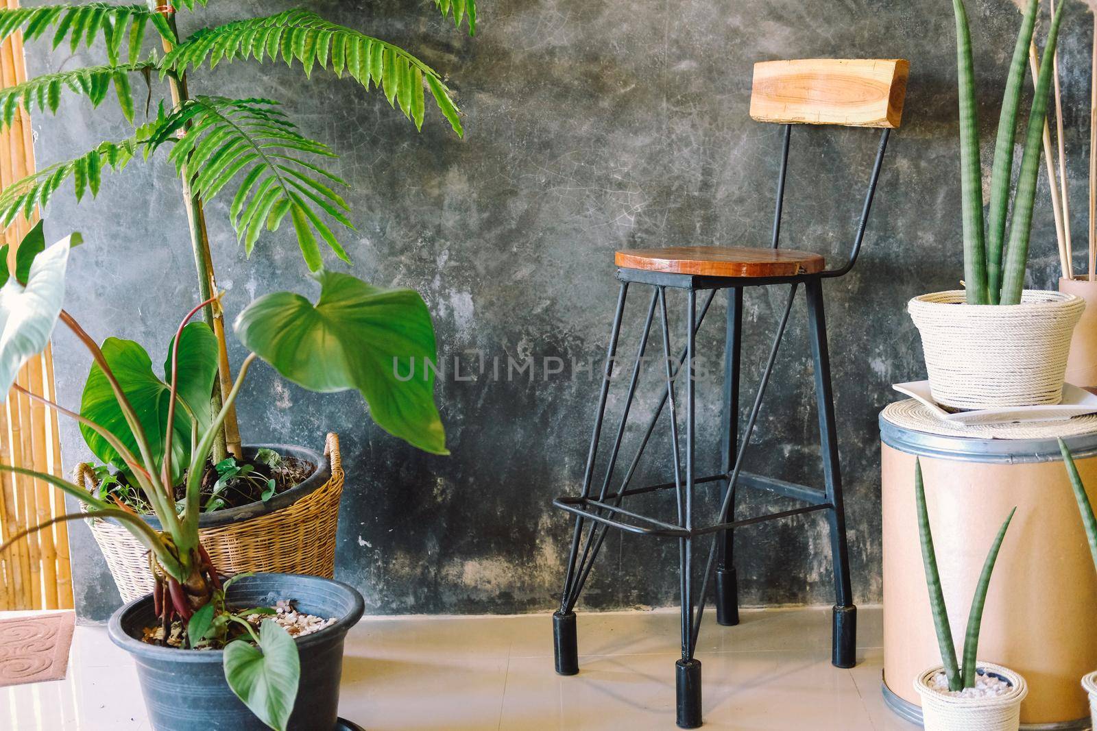 plant in pot decorating near wooden chair.