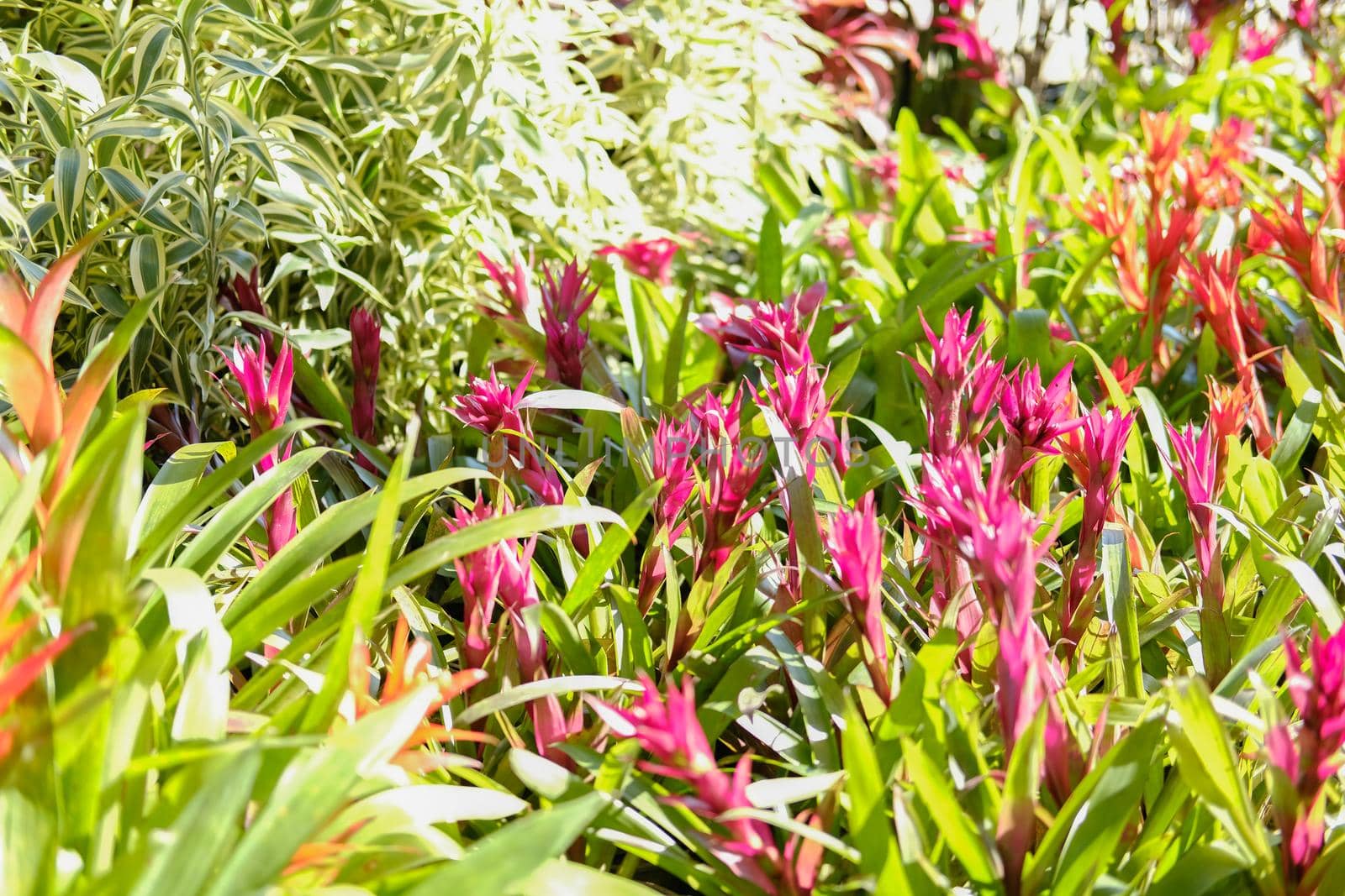 bromeliad urn plant growing in garden