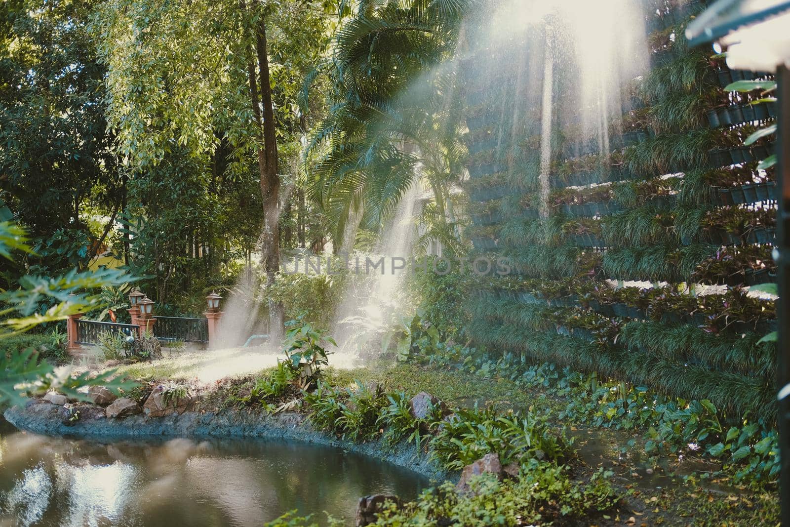 morning sunlight on mist in garden.