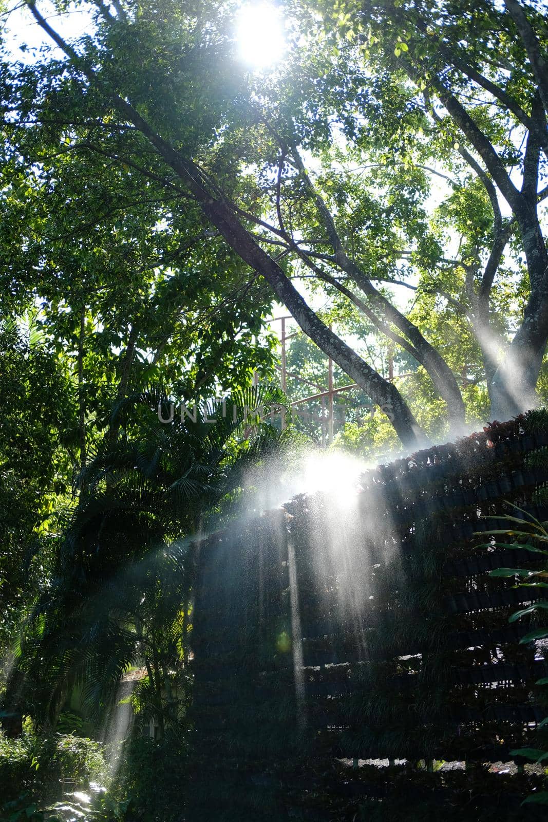 morning sunlight on mist in garden.