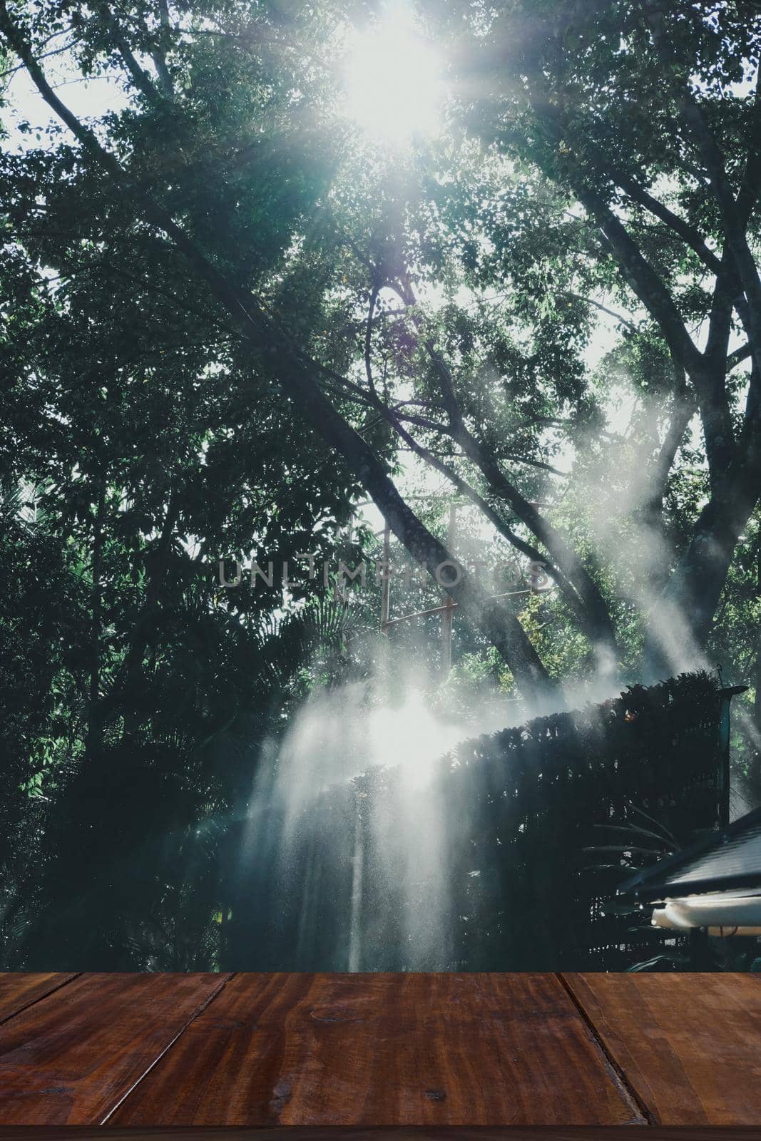 morning sunlight on mist in garden.