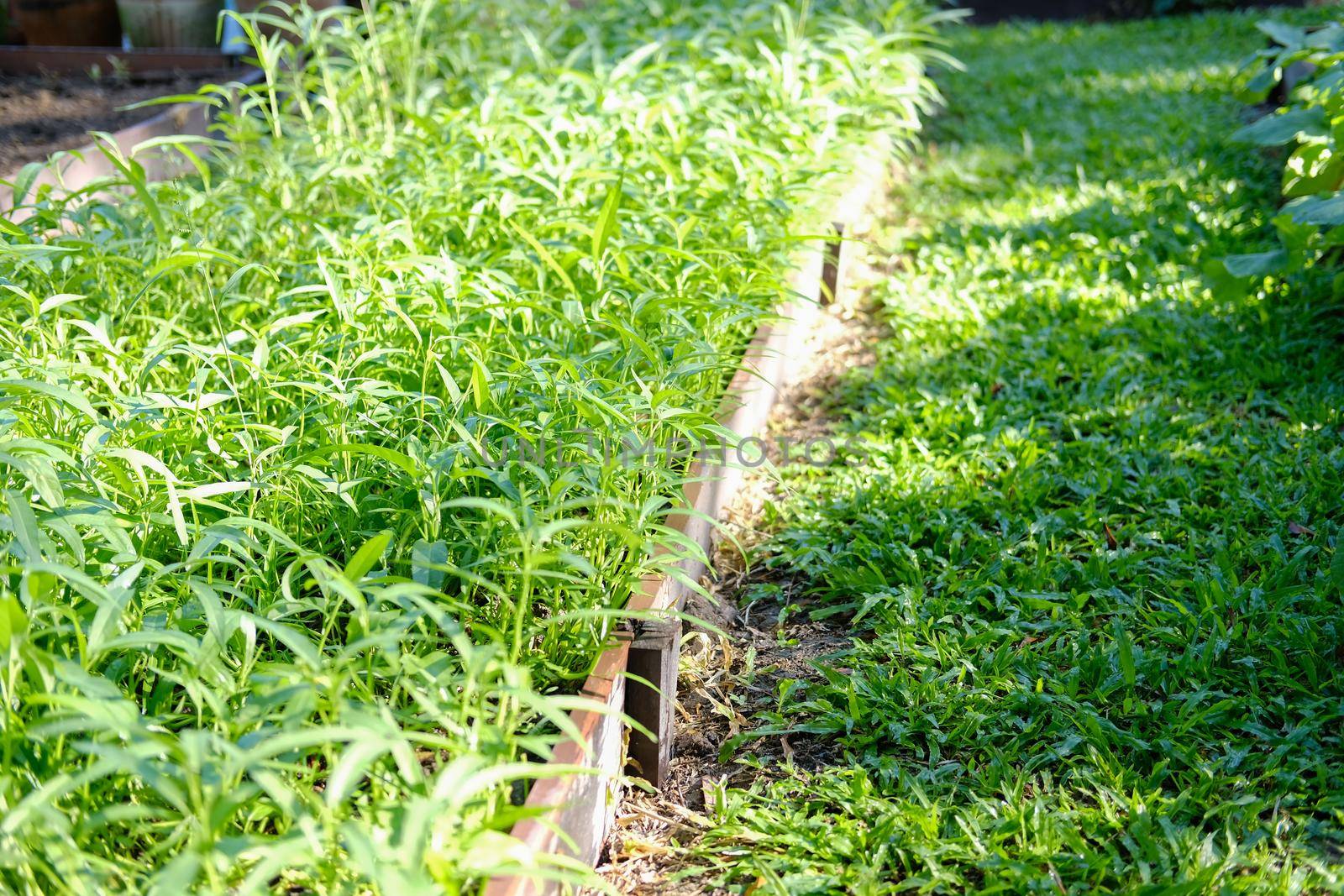 chinese water convolvulus spinach plant growing in vegetable garden