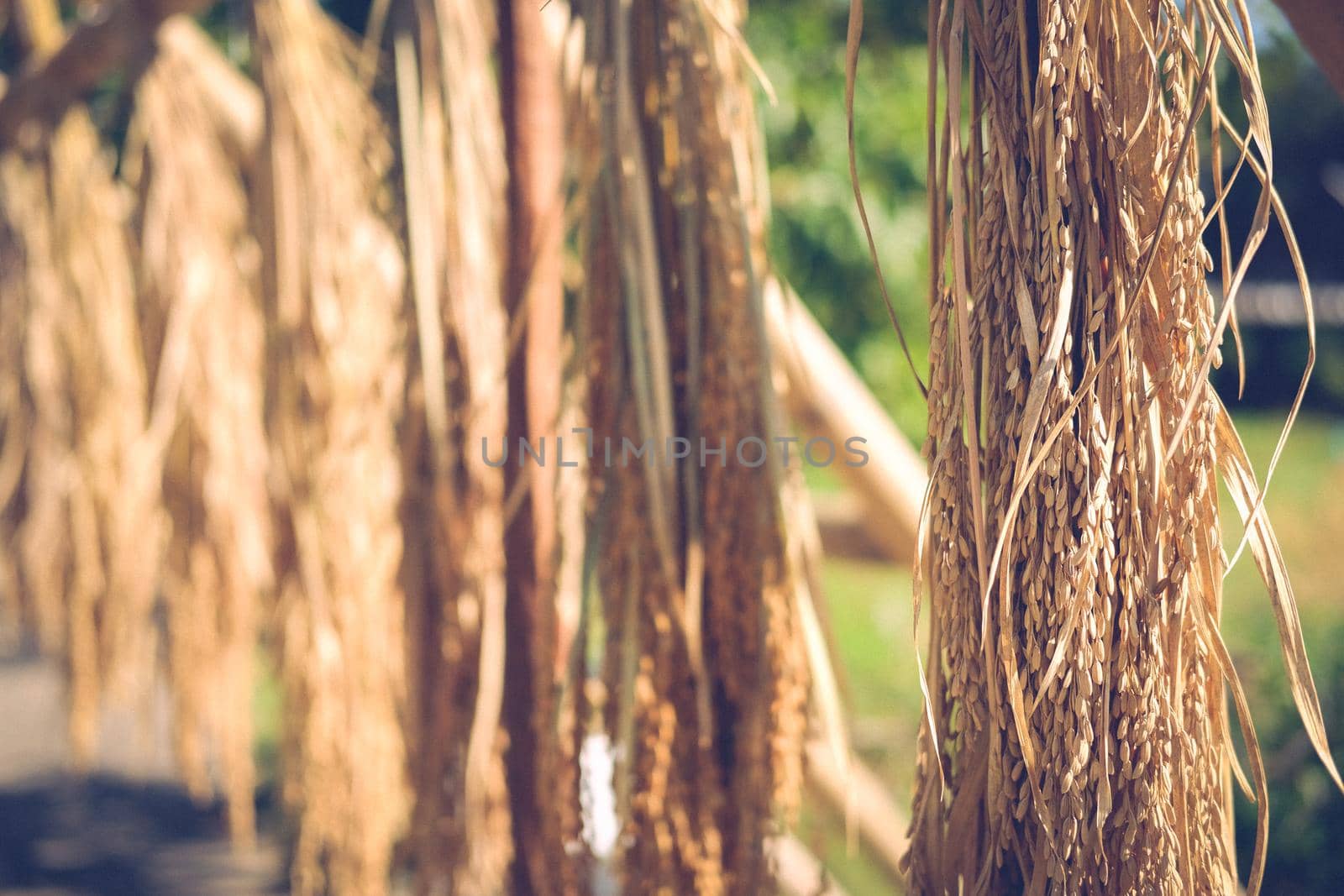 paddy rice hanging on bamboo arch