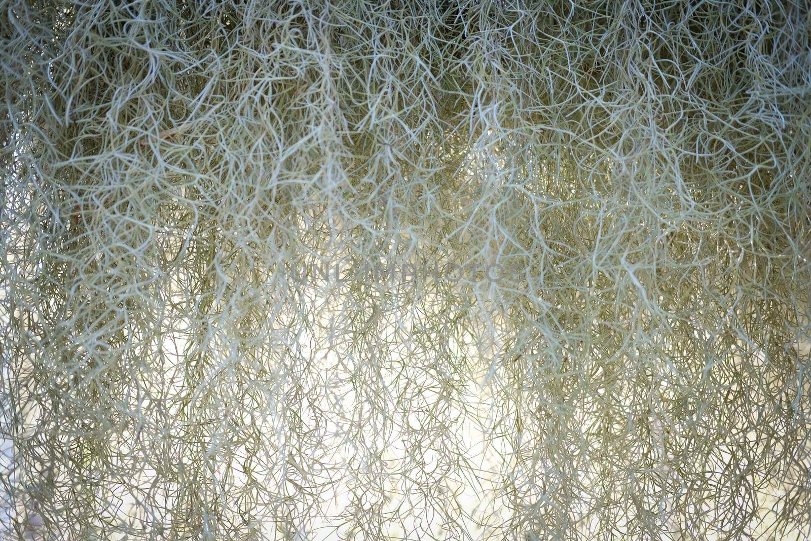 Spanish moss plant growing in garden