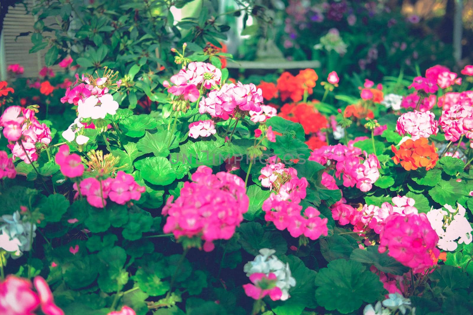 blooming geranium flower plant in garden park