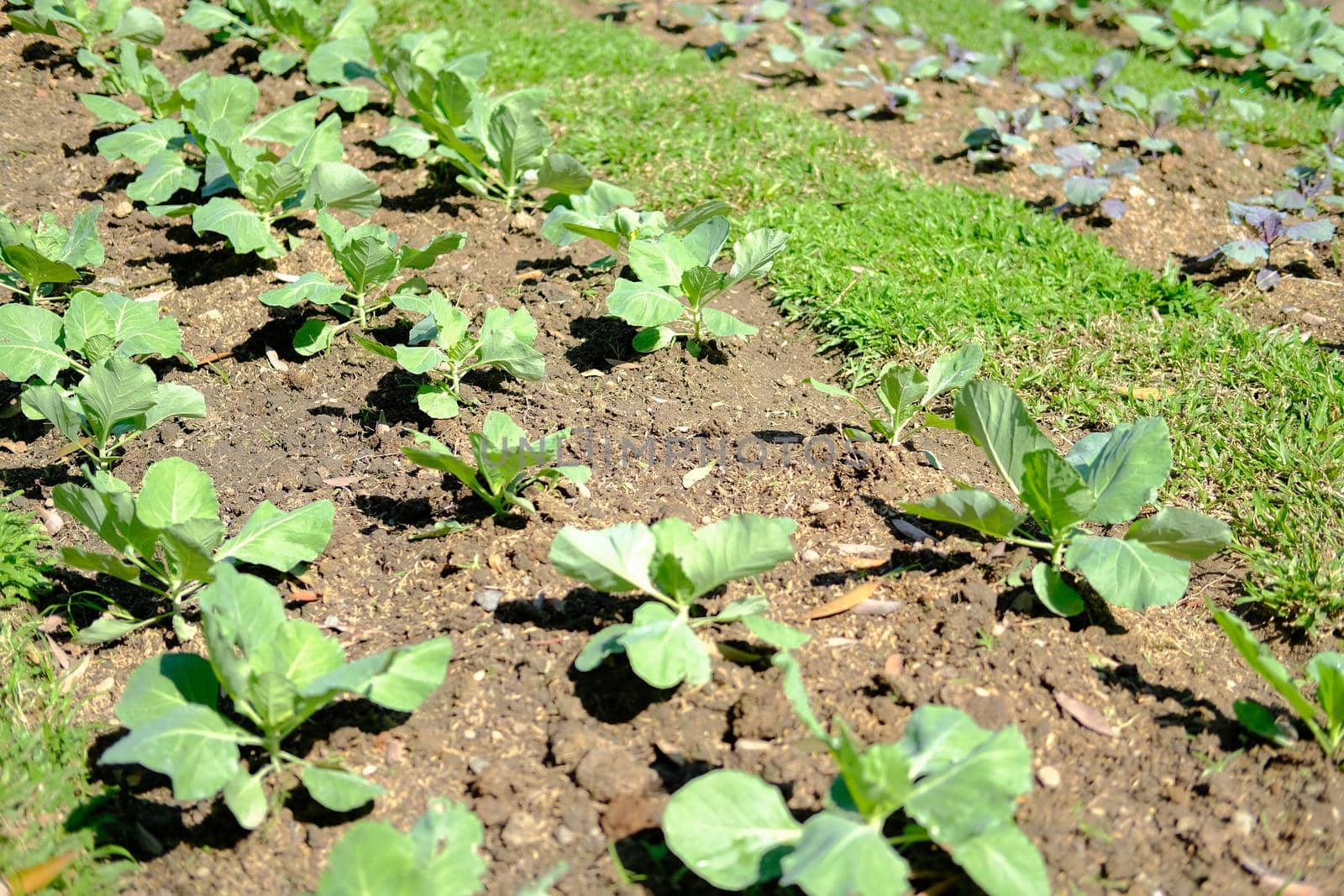 vegetable plant growing in garden