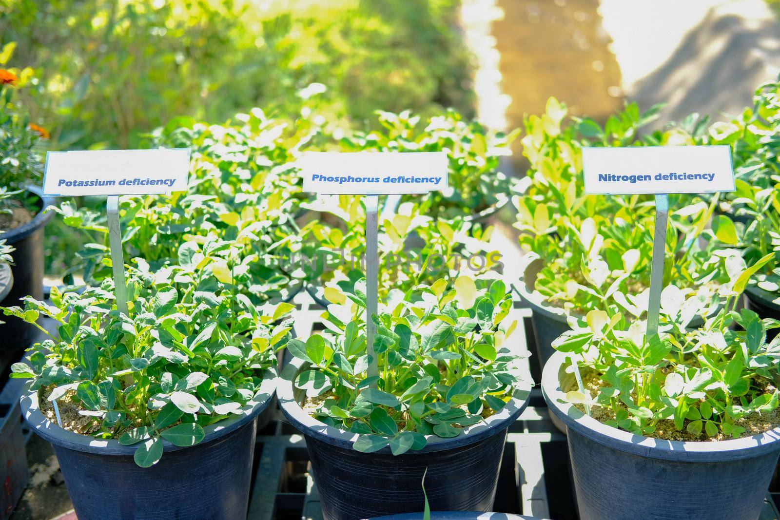 nitrogen phosphorus potassium deficiency in plant